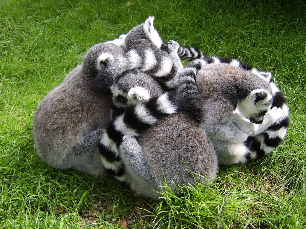 1024x768 Group Hug. By Ian Layzell. Lemur's at Dudley Zoo and Castle