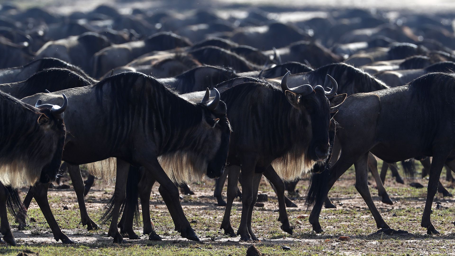 1920x1080 What's the biggest group of animals ever recorded on Earth?
