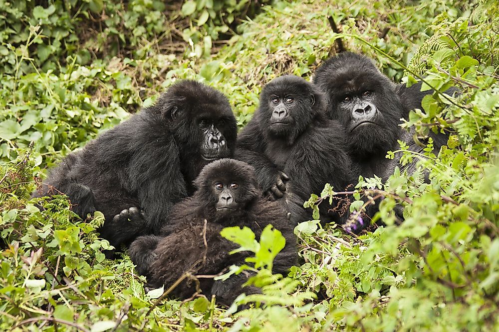 1000x667 Interesting Names for Groups of Animals