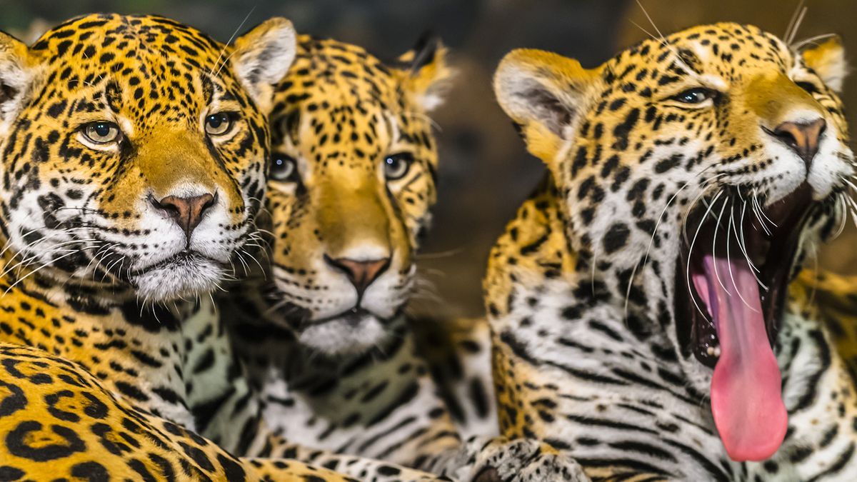 1200x675 What Is a Group of Jaguars Called? Sounds Shady