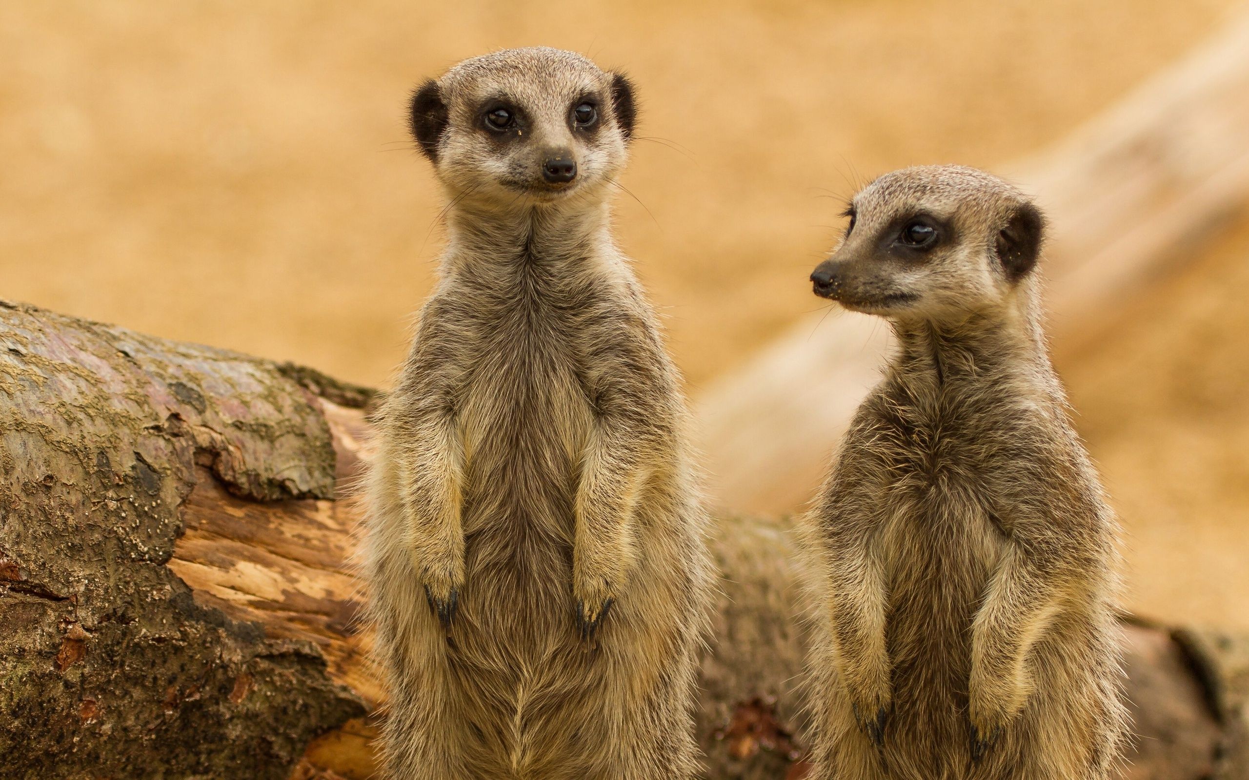 2560x1600 Animals Wallpaper Set 18