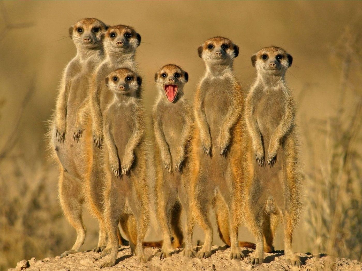 1400x1050 Phone wallpaper: Animals, Rodents 31294