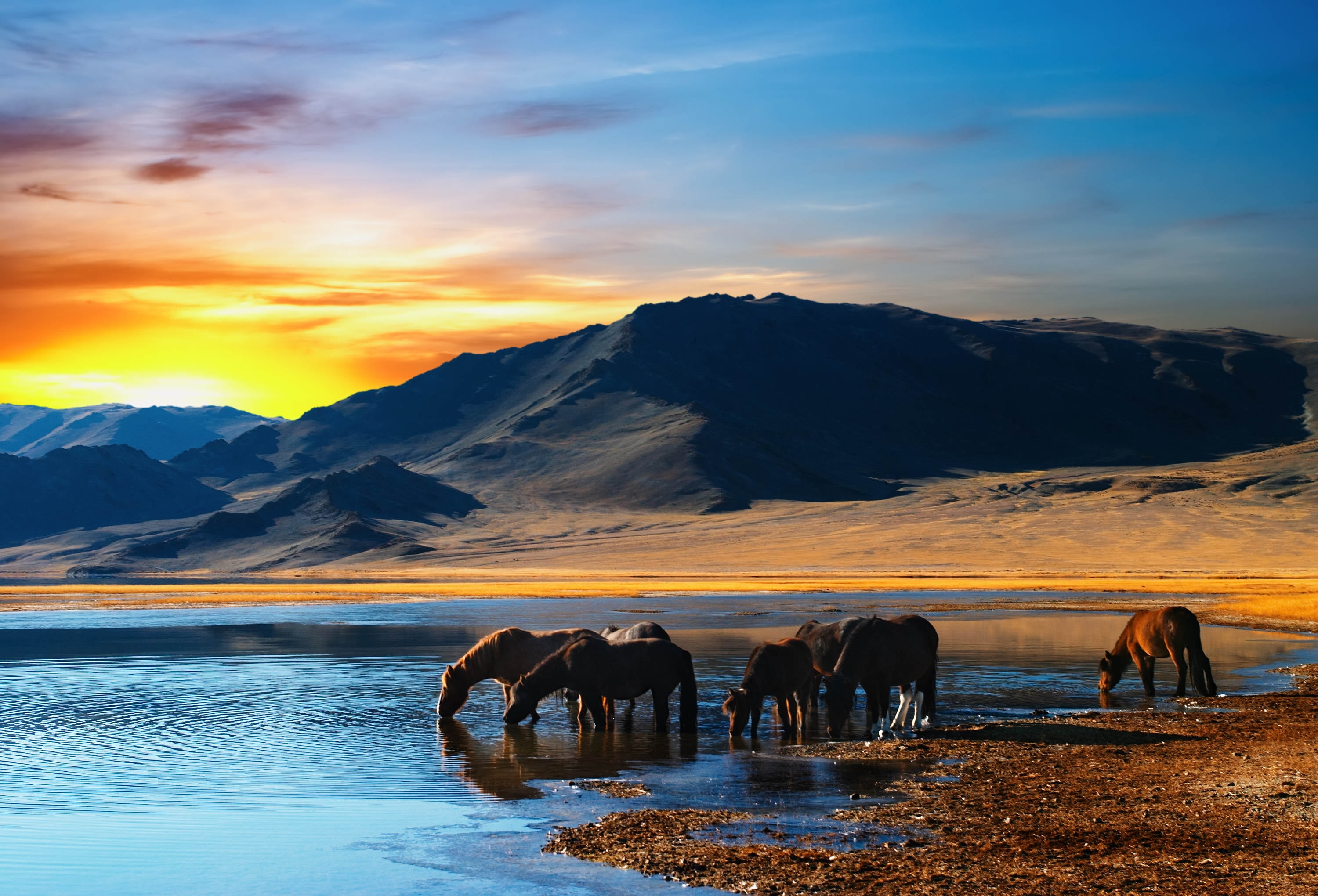 3000x2040 Group of animals drinking water in a lake HD wallpaper