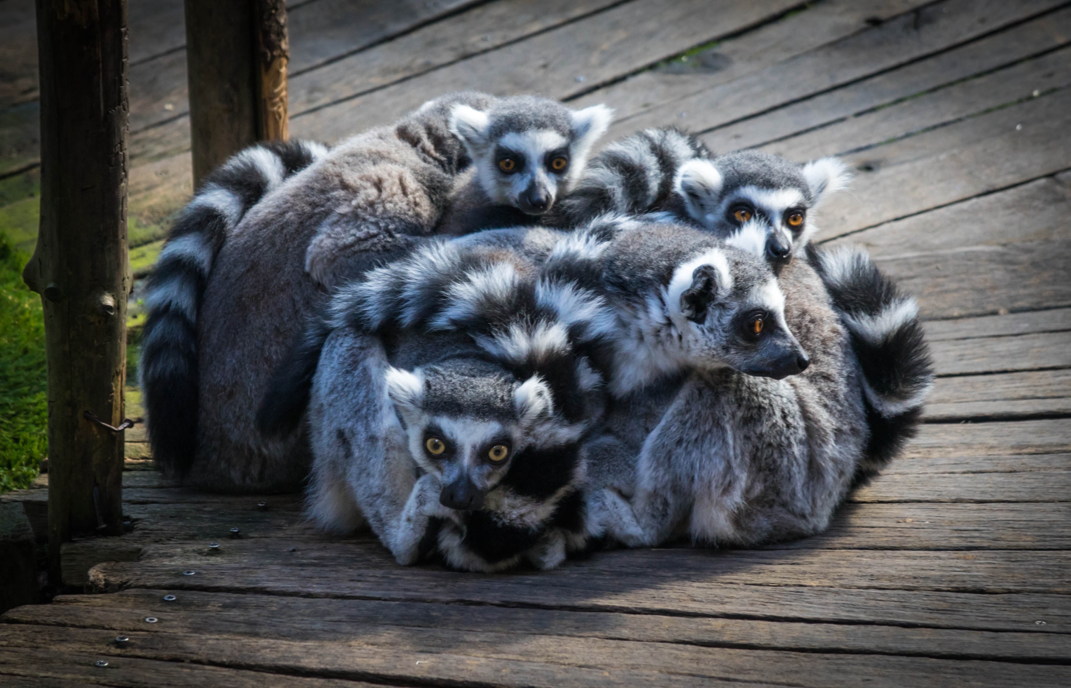 3701x2378 group of animals free image