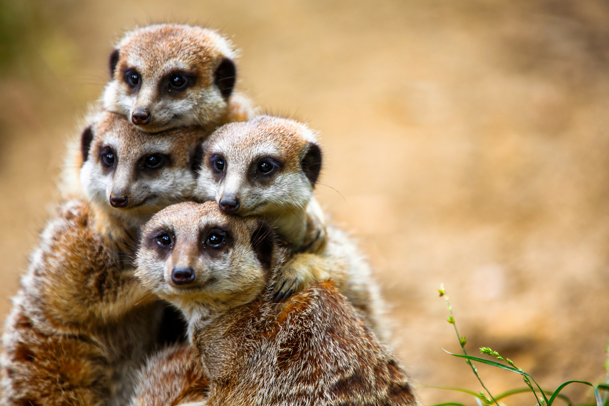 2048x1366 Adorable Photo of Animals Cuddling