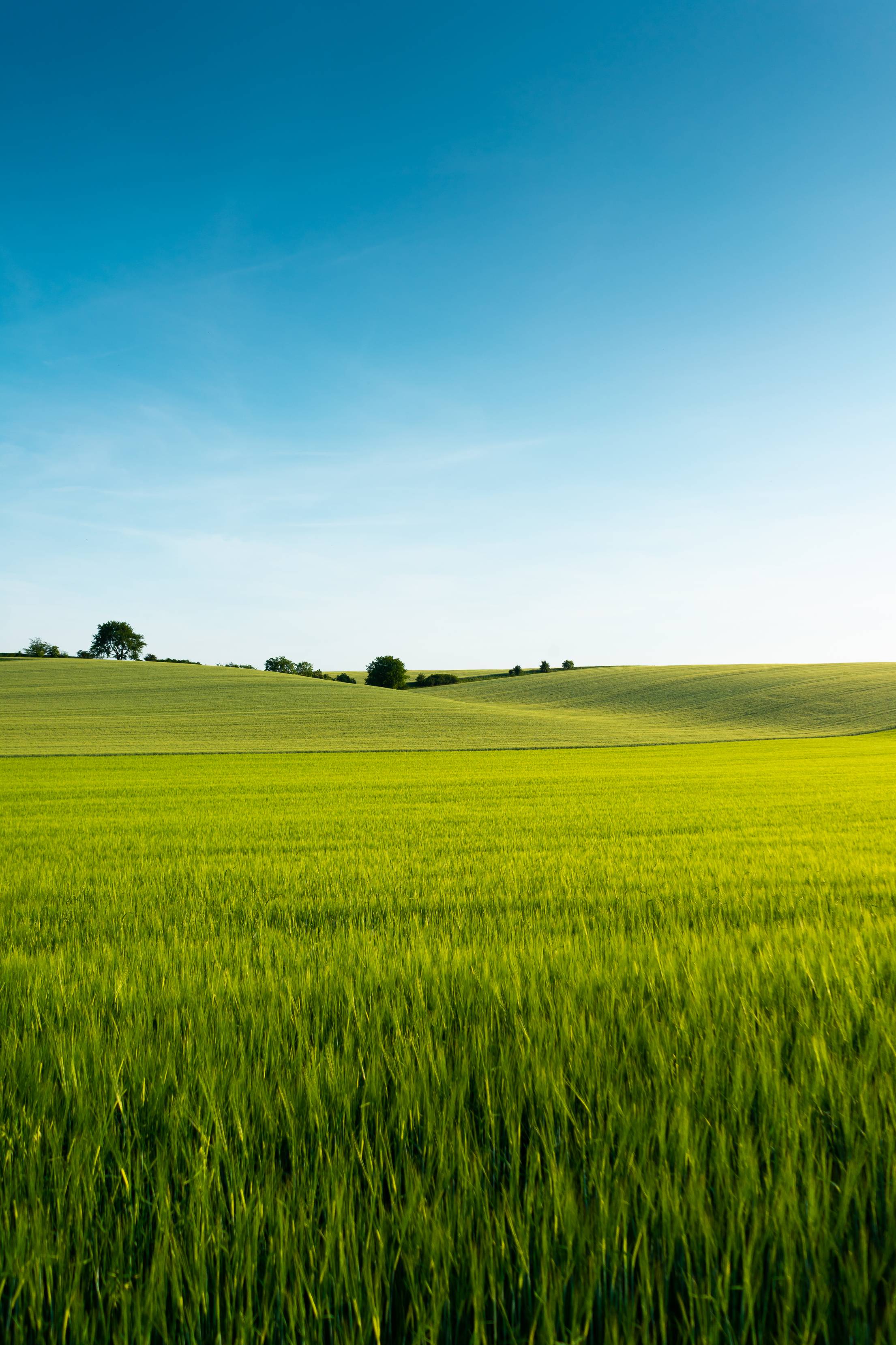 2210x3315 Beautiful Green Wheat Field. Free Nature Image