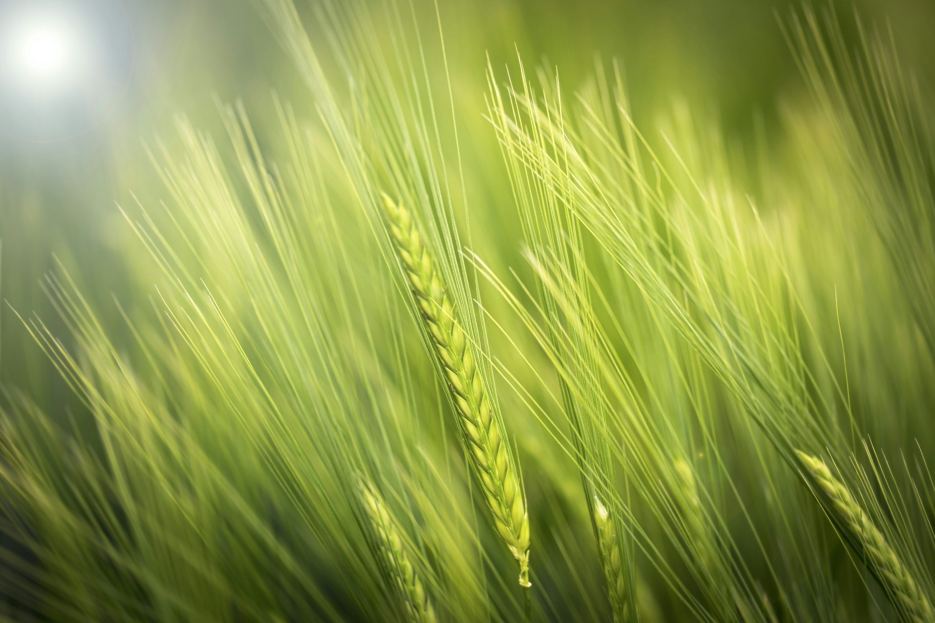 3000x2000 Photo of wheat photo