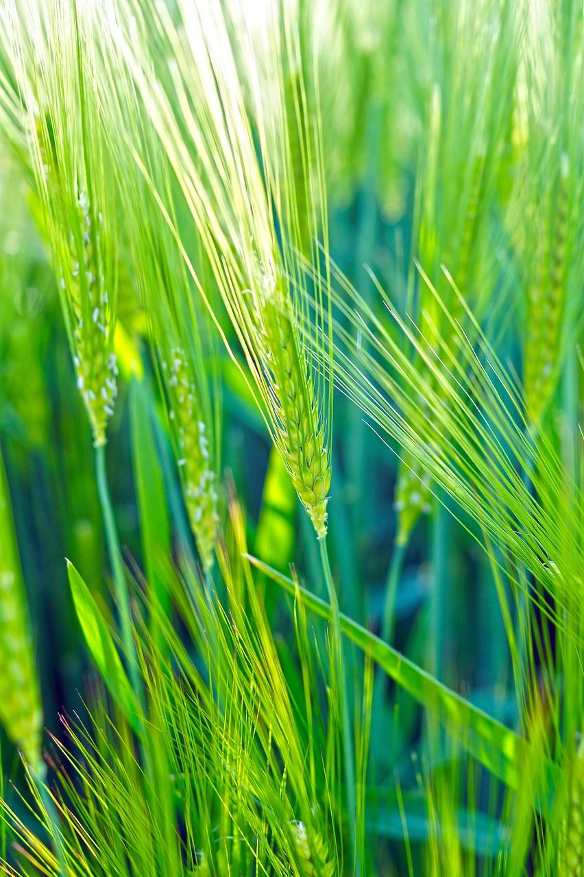 852x1280 Wheat Green Field