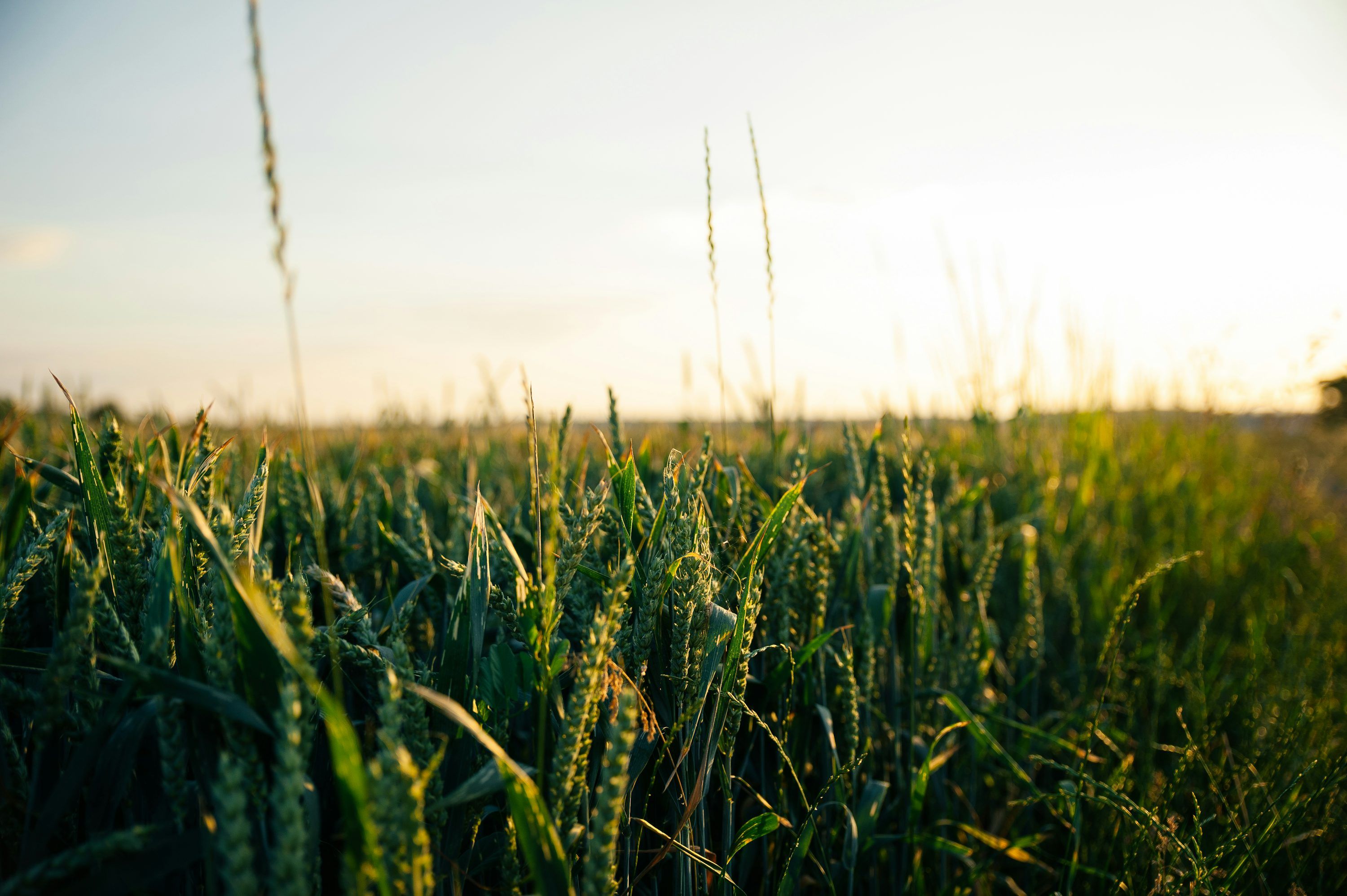 3000x1996 Green wheat field during daytime photo