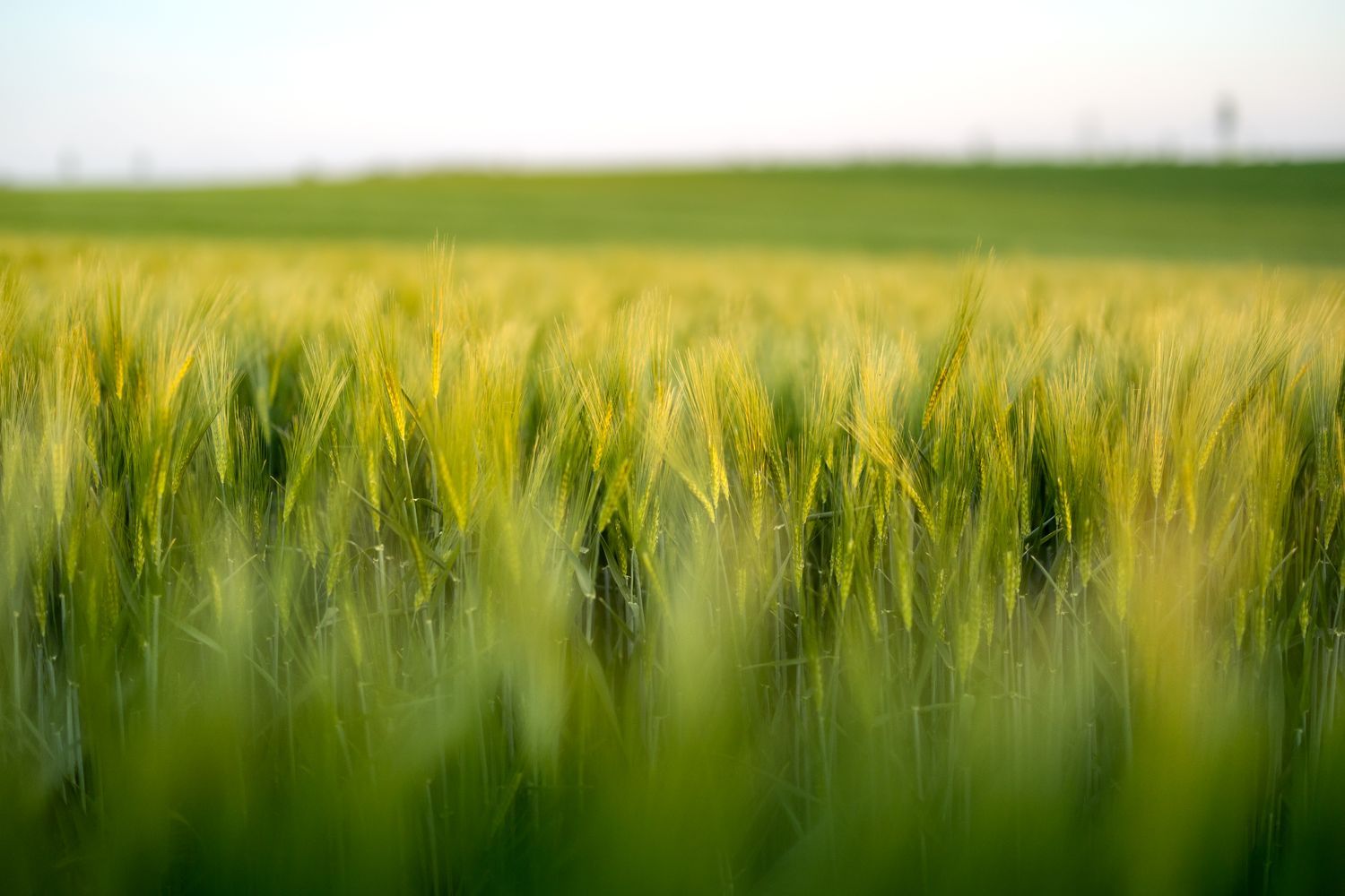 1500x1000 Green Wheat Photo, Download The BEST Free Green Wheat & HD Image