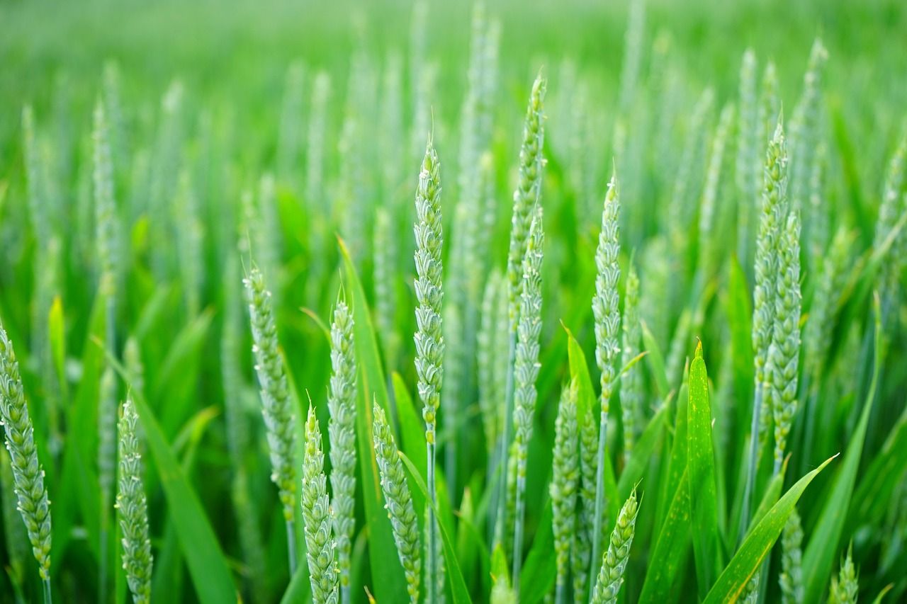 1280x853 Free Green Wheat & Wheat Image