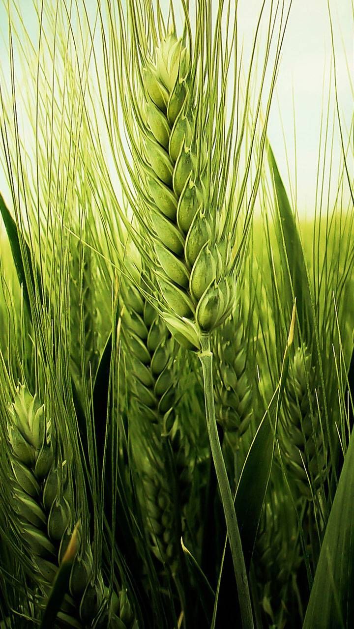 720x1280 green wheat spike wallpaper
