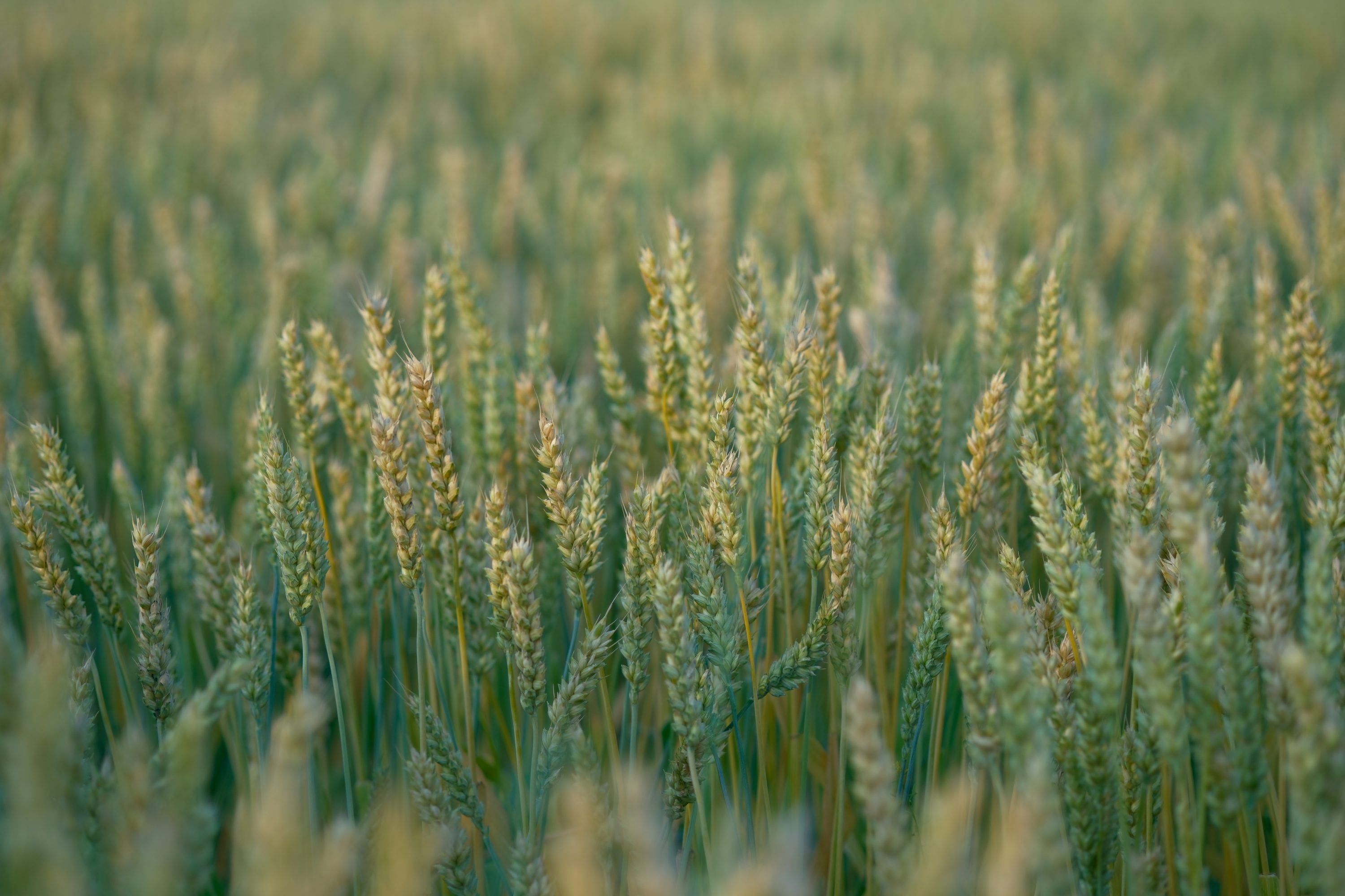 3000x2000 Field of green wheat stalks in soft light photo
