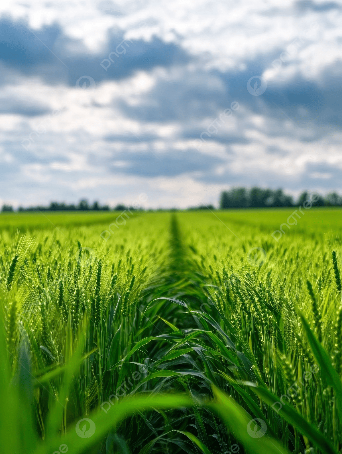 1200x1593 Closeup Of Green Wheat Field With Cloudy Sky On Background Wallpaper Image For Free Download