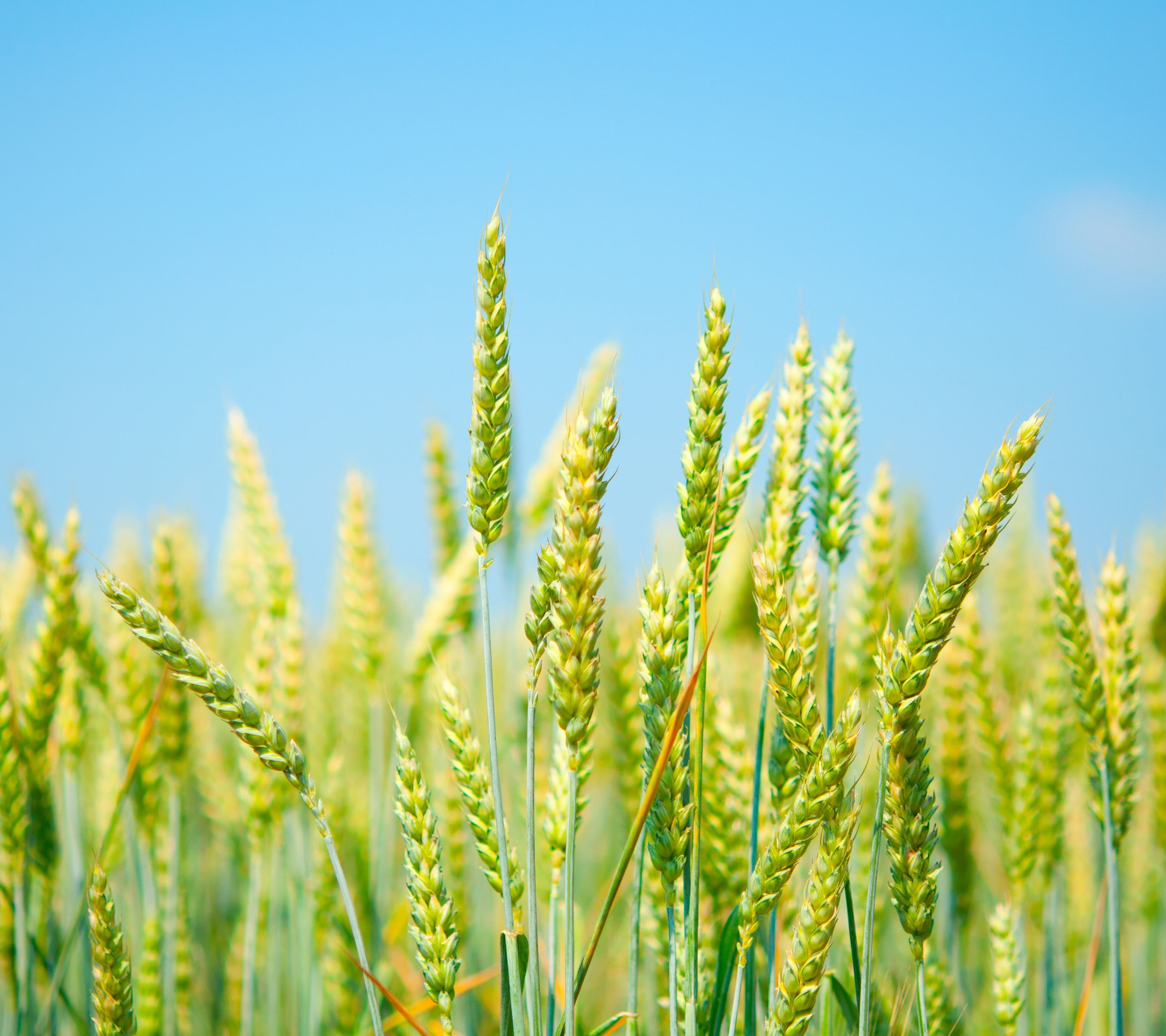 2880x2560 Green wheat field, nature, clear sky, field HD wallpaper