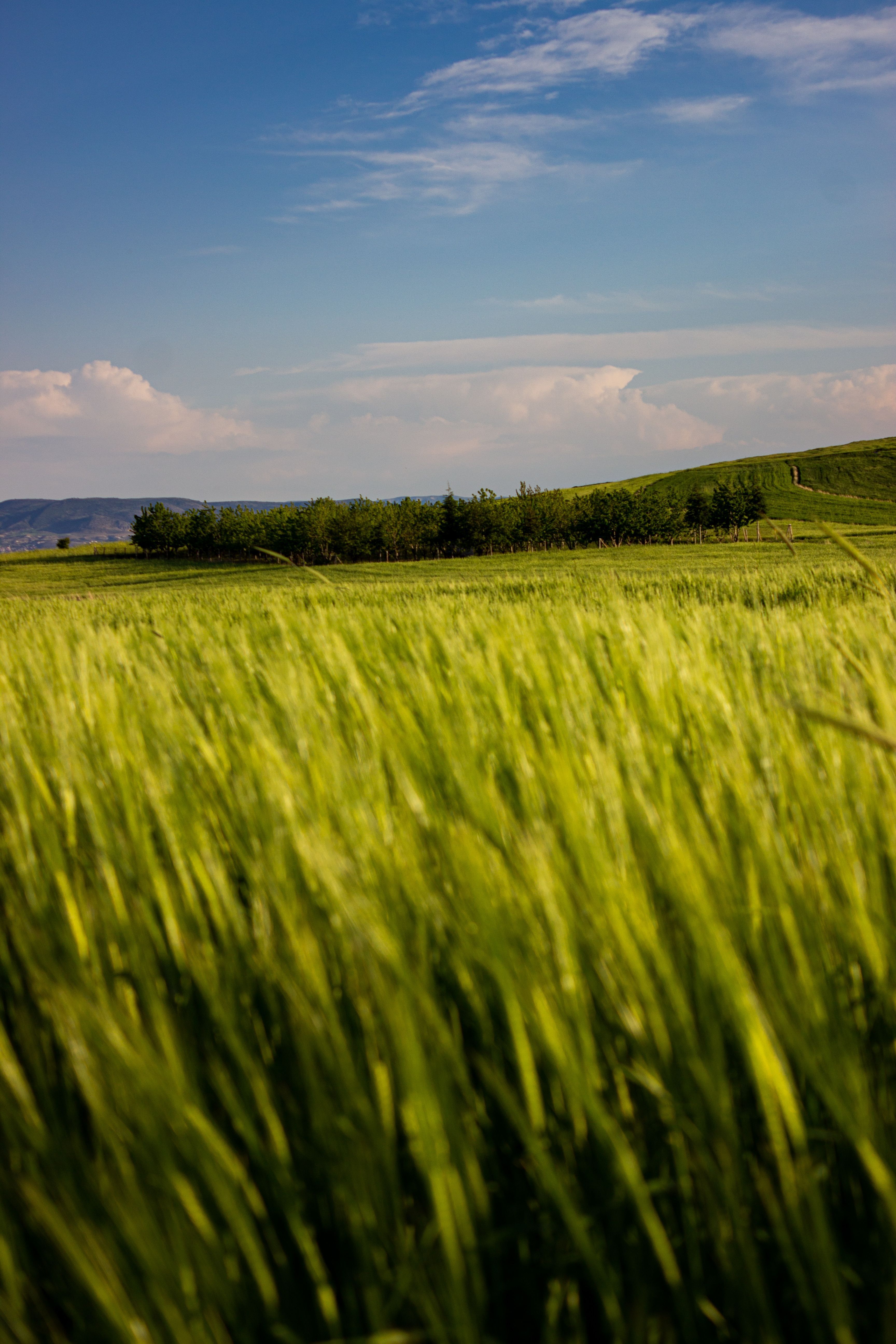 3456x5184 Lush Green Wheat Field Under Clear Blue Sky · Free