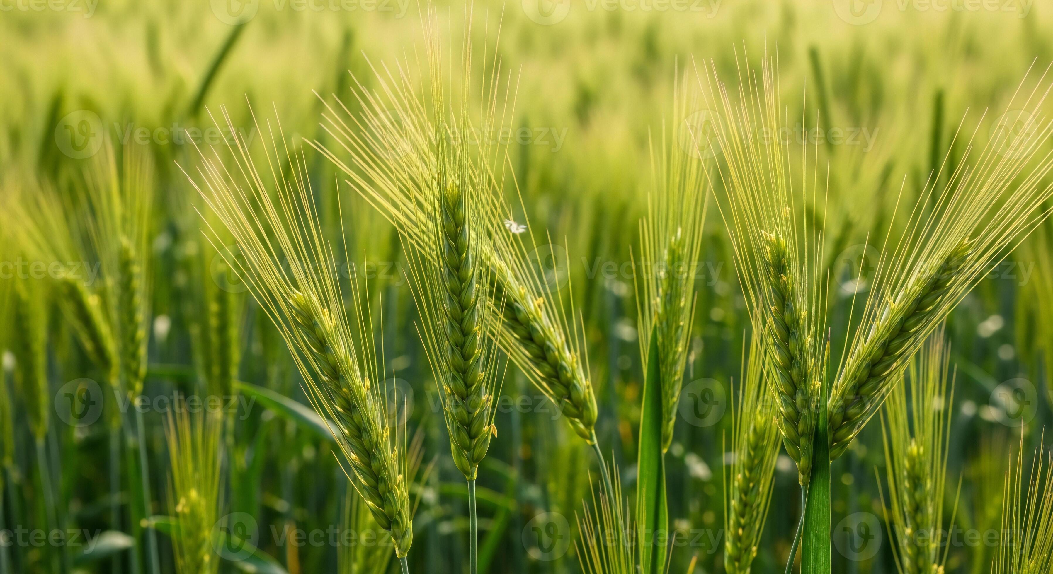 3593x1960 Nature background, Nature wallpaper, Close up of green wheat ears gently swaying in a sunlit agricultural field