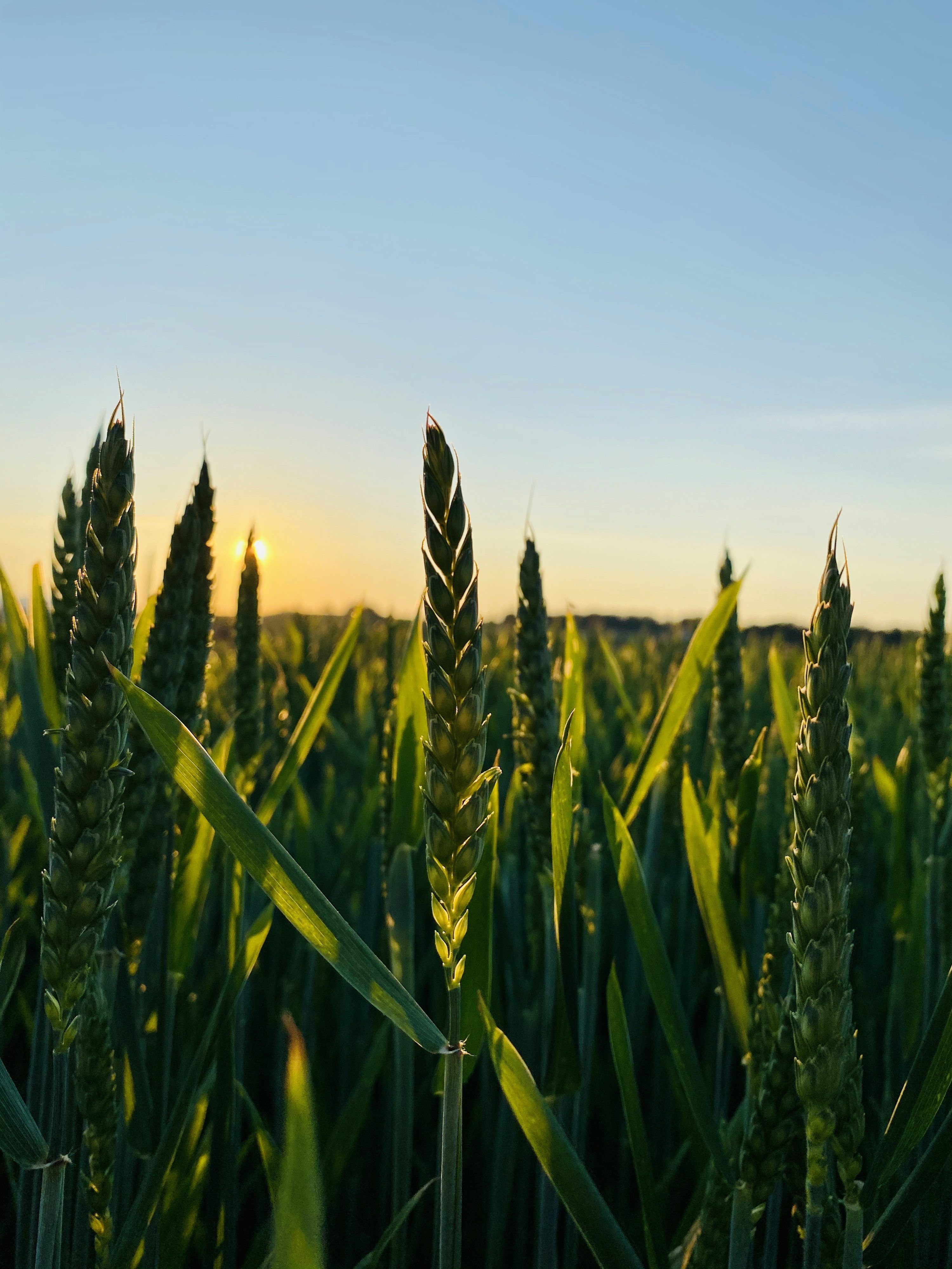 3000x4000 Green wheat field during daytime photo