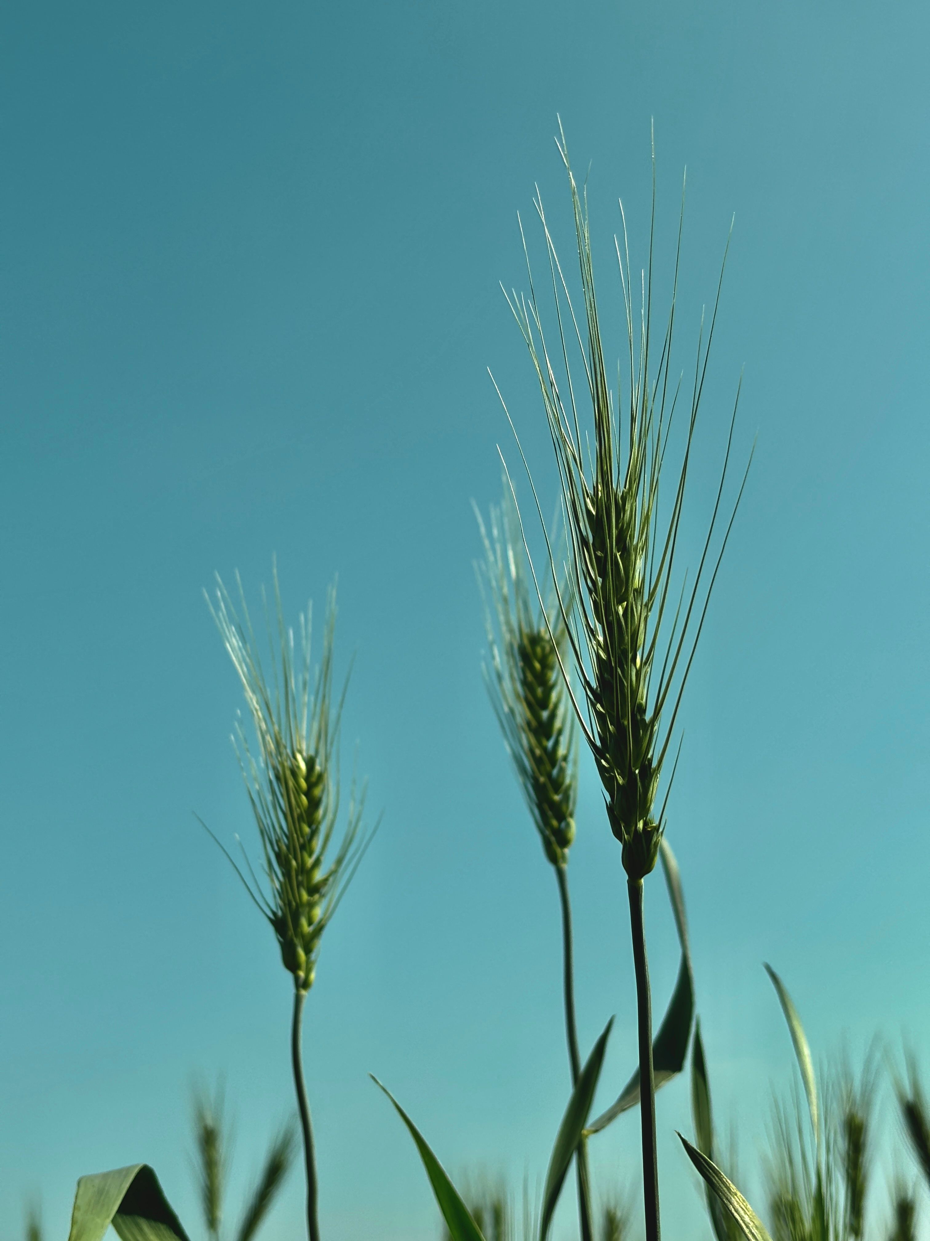 3024x4032 Green Wheat Photo, Download The BEST Free Green Wheat & HD Image
