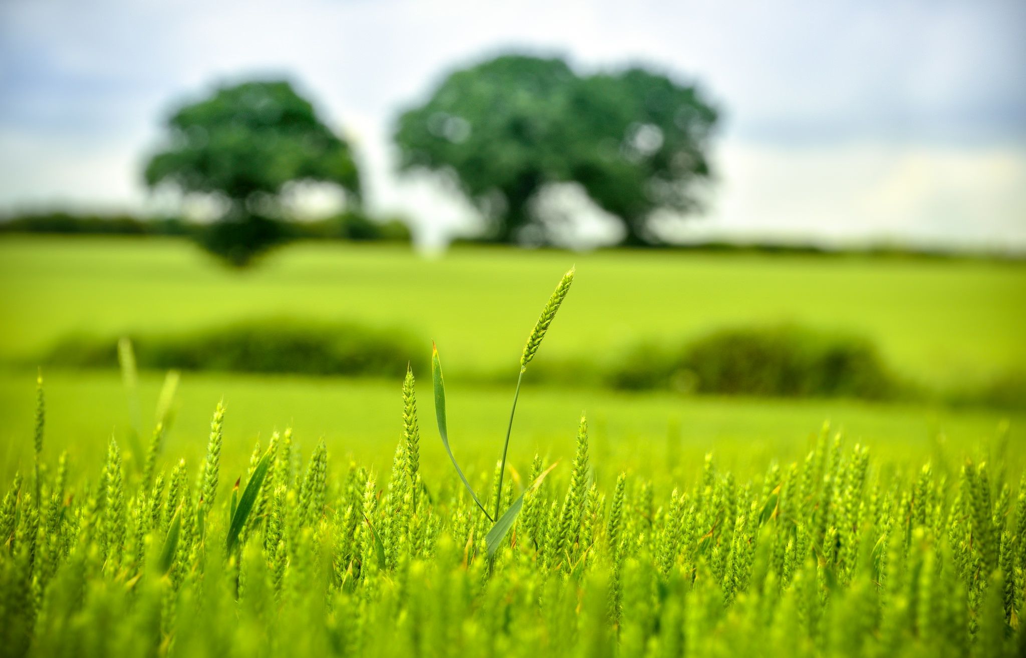 2048x1315 Wallpaper green, trees, bokeh, wheat, countryside, farm, farmland, wheat ear for mobile and desktop, section пейзажи, resolution 2048x1315