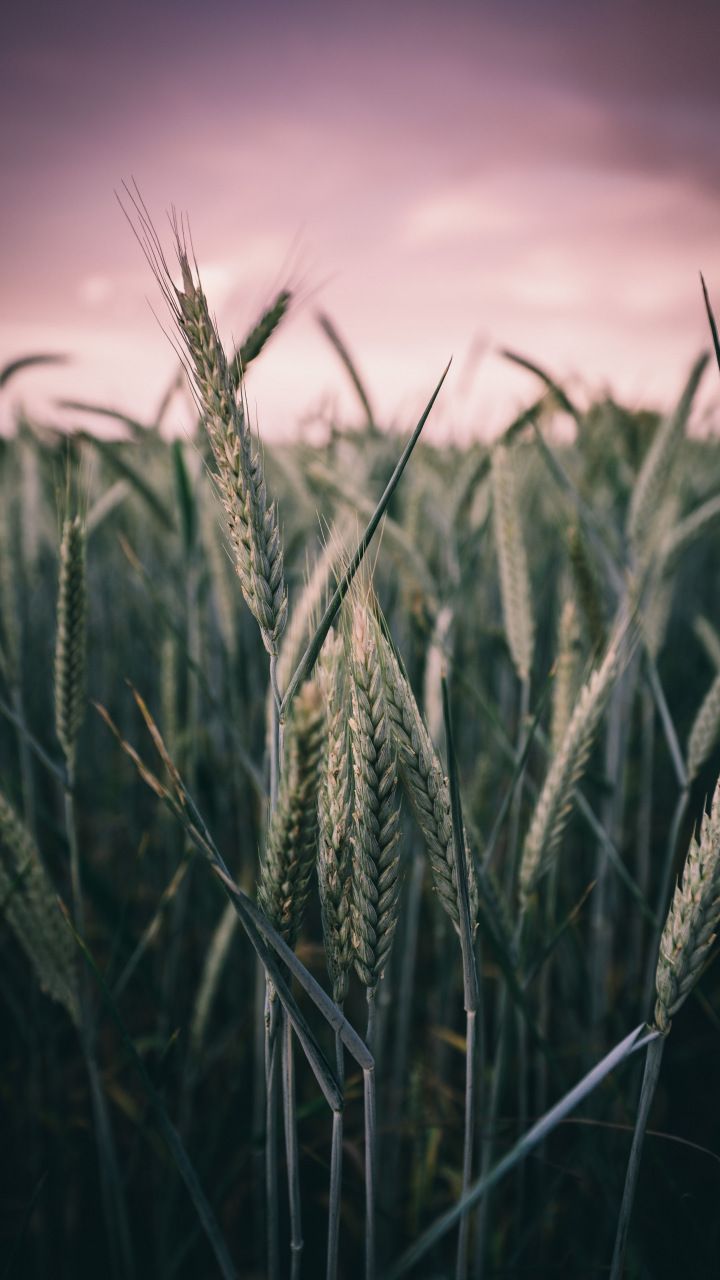 720x1280 Harvest, farm, green wheat, plants, 720x1280 wallpaper