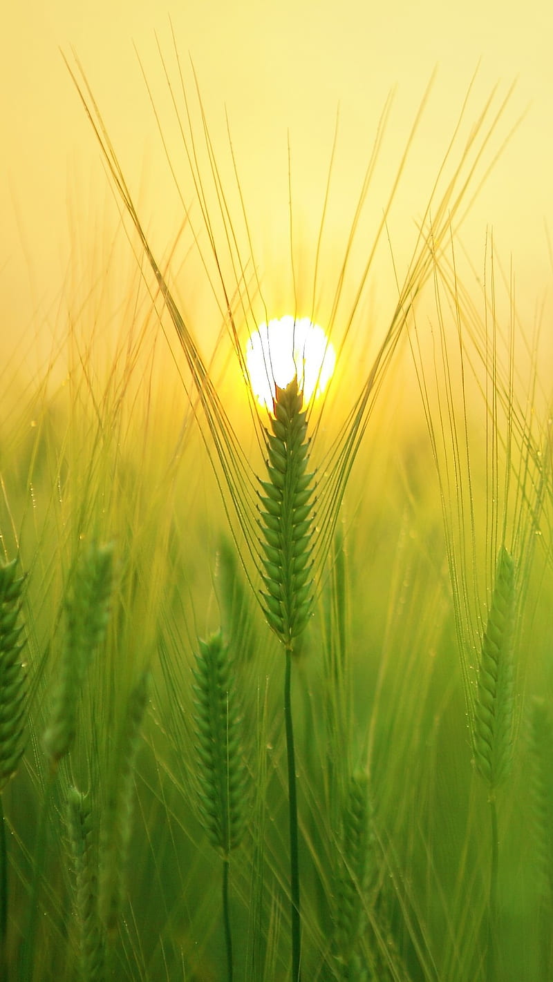 800x1422 HD macro of green wheat wallpaper