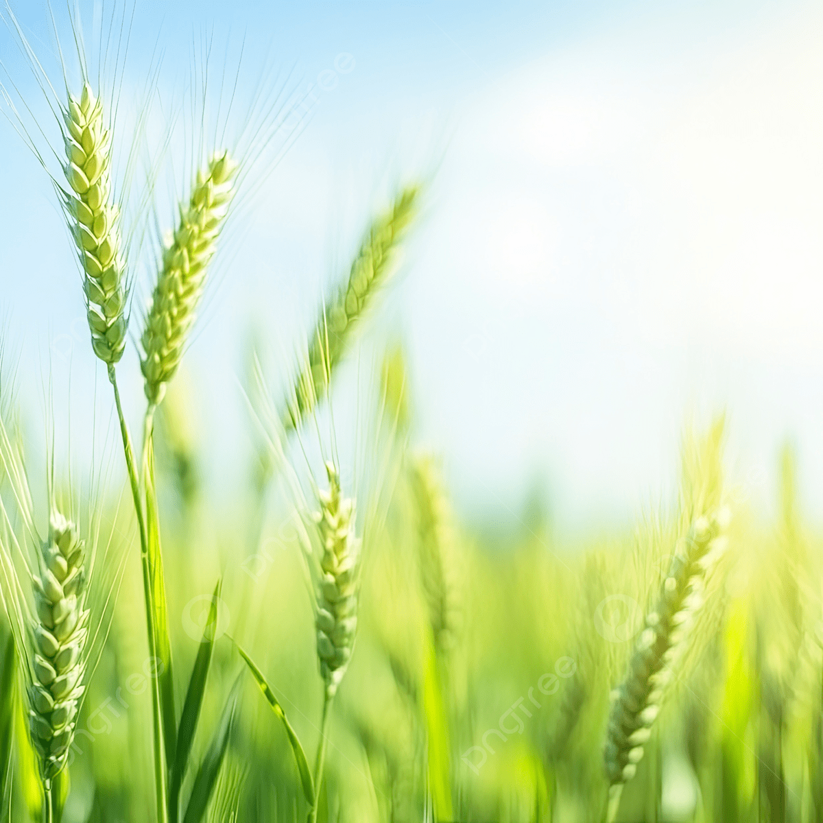 1200x1200 Green Wheat Field With Wind Blurred Background, Green, Wheat, Field Background Image And Wallpaper for Free Download