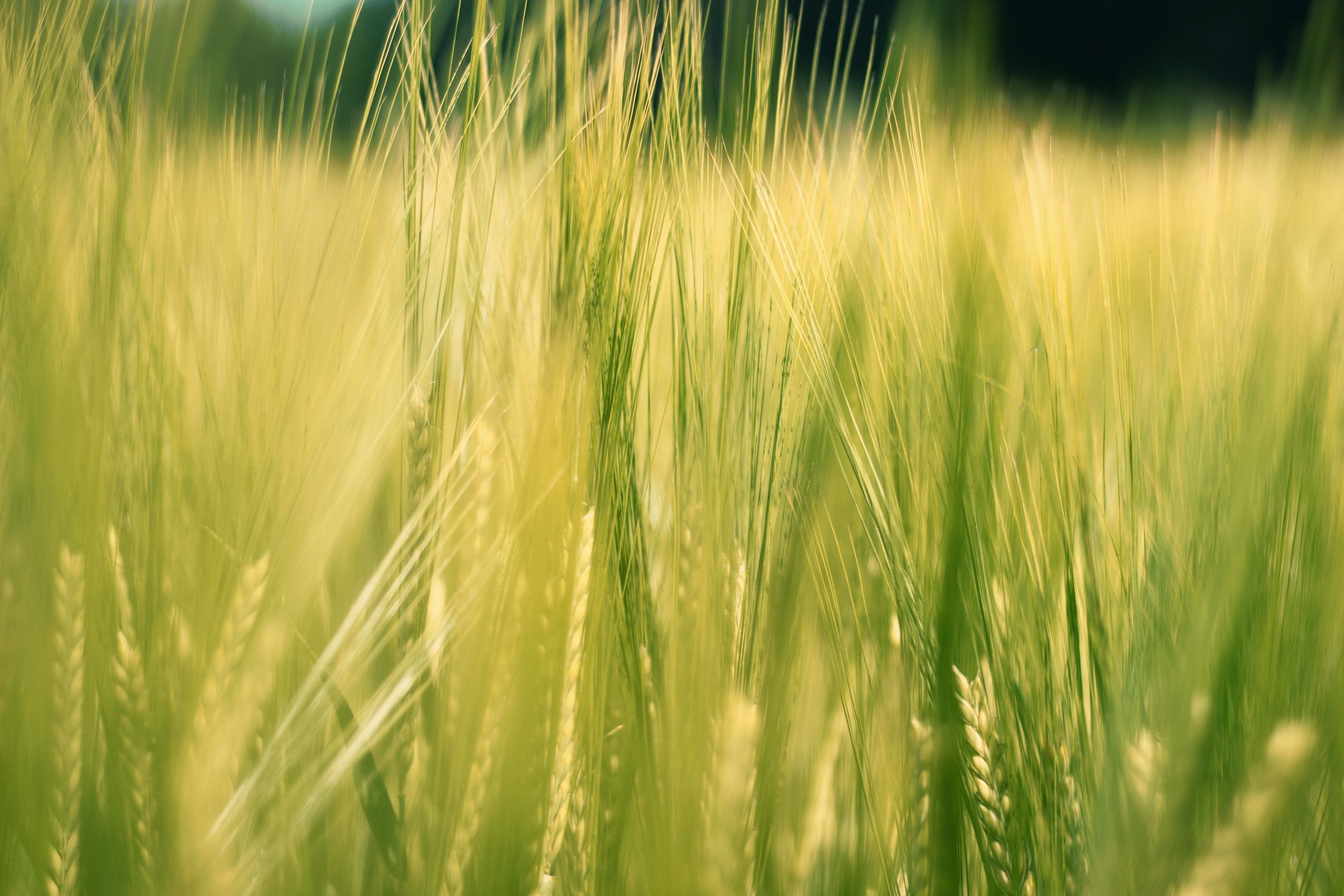 3000x2000 Green wheat field during daytime photo