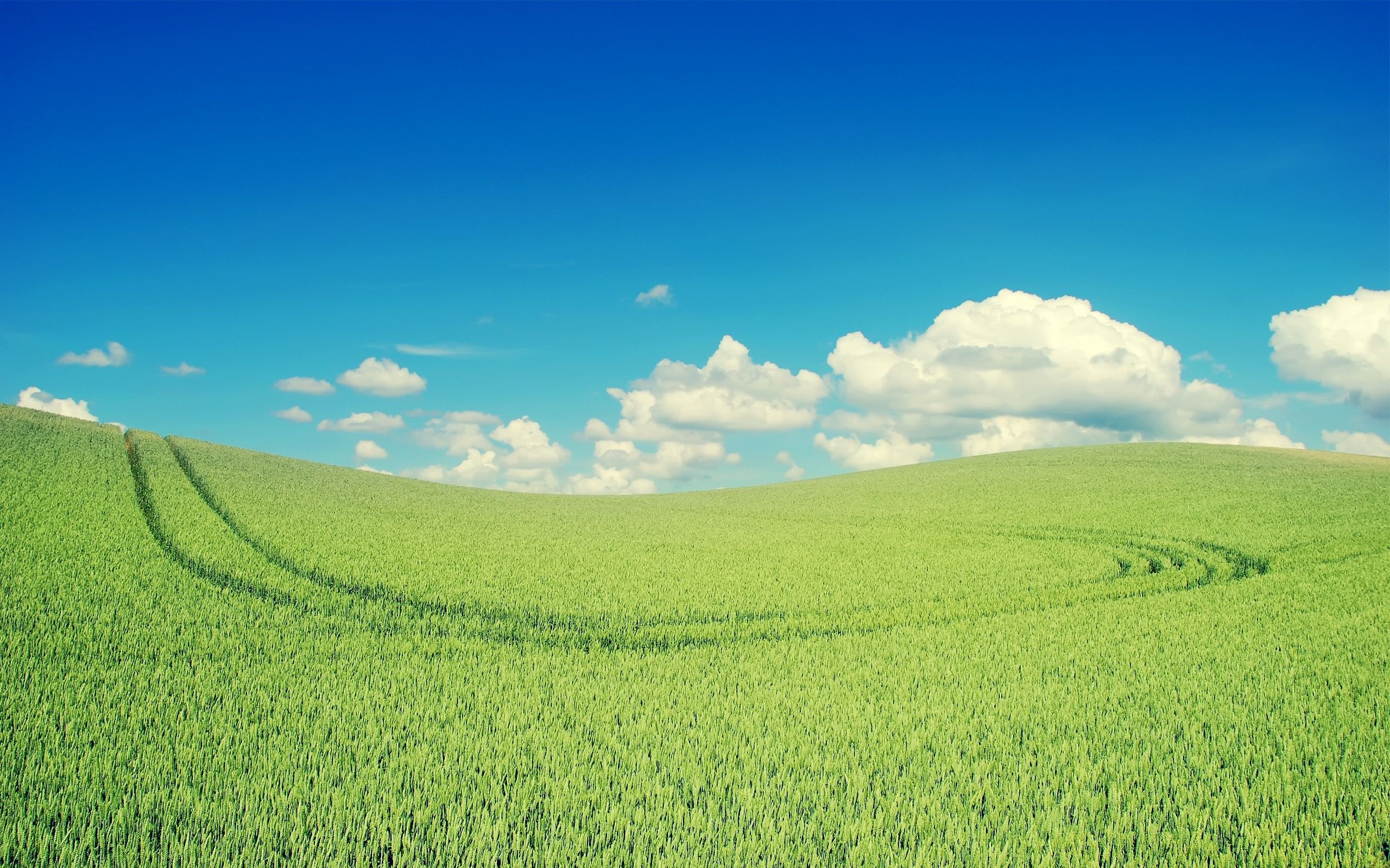 2560x1600 Green Wheat Field Small Fresh Landscape Wallpaper