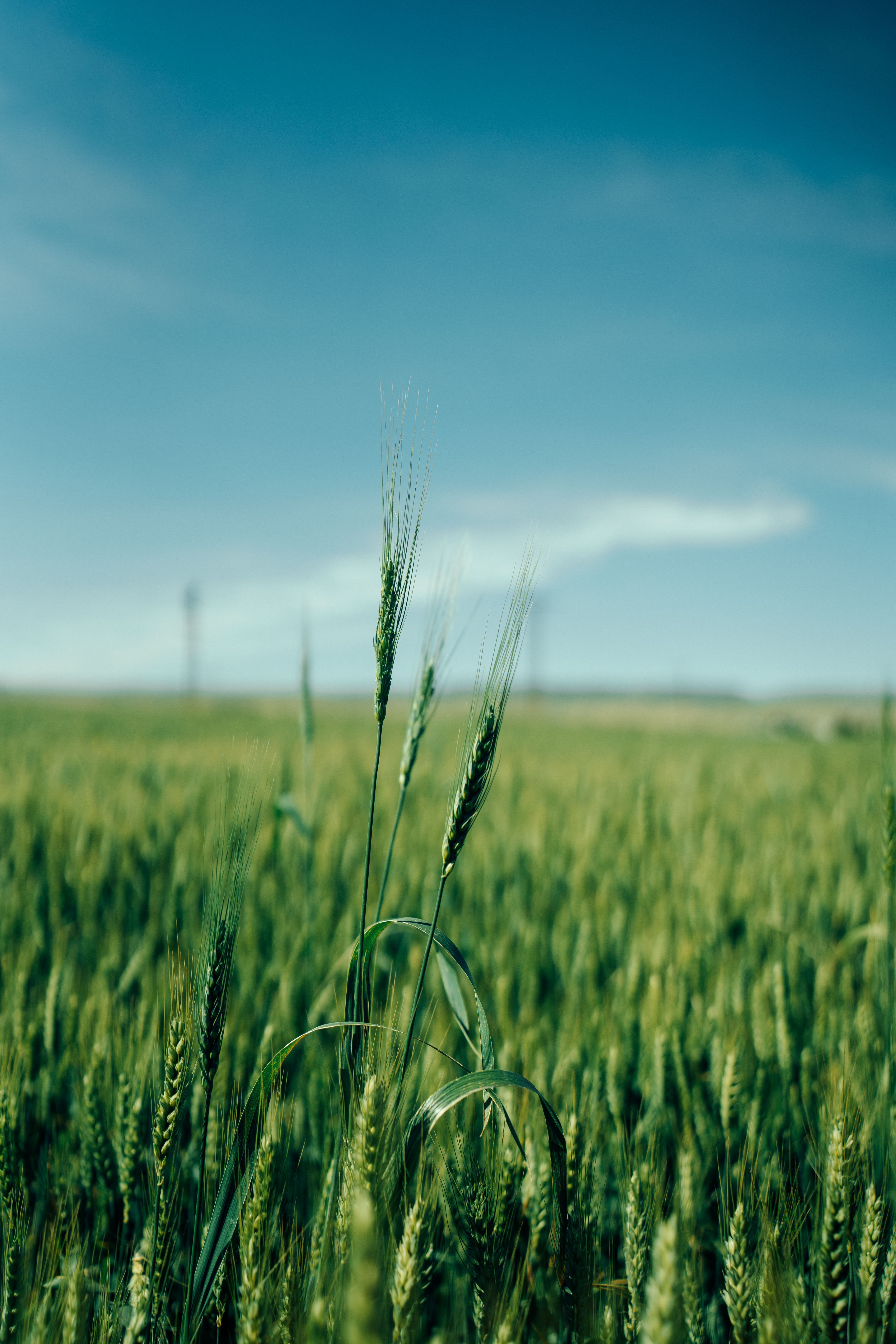 4672x7008 A Green Wheat Field under a Clear Blue Sky · Free