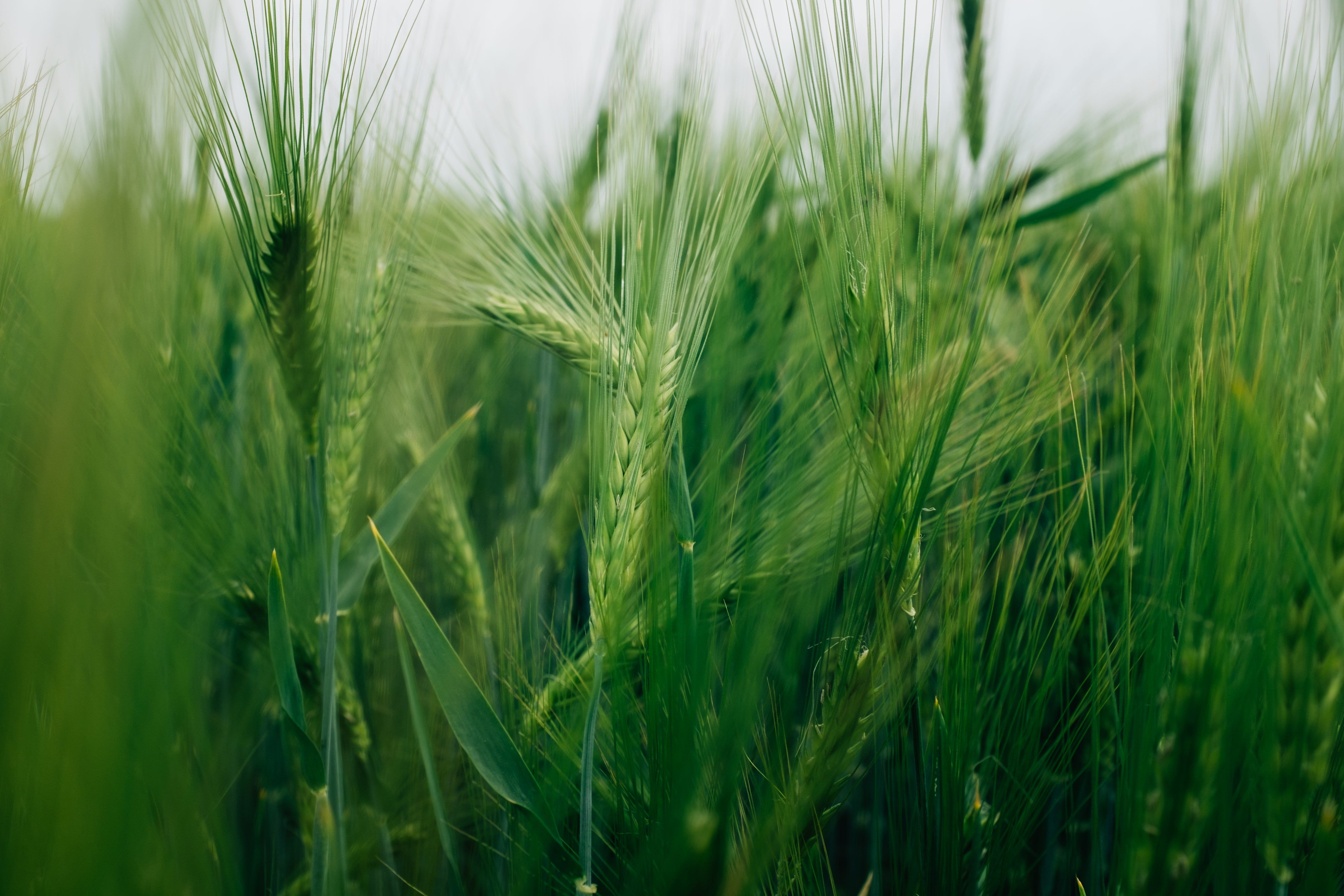 4834x3223 Picture of Lush Green Wheat Sheafs