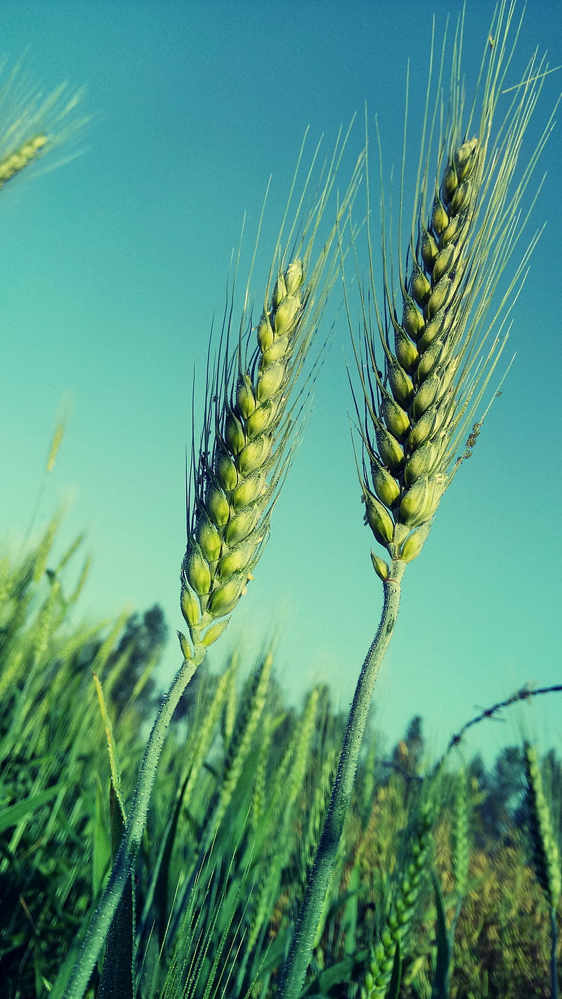 800x1422 Wheat, nature, HD phone wallpaper
