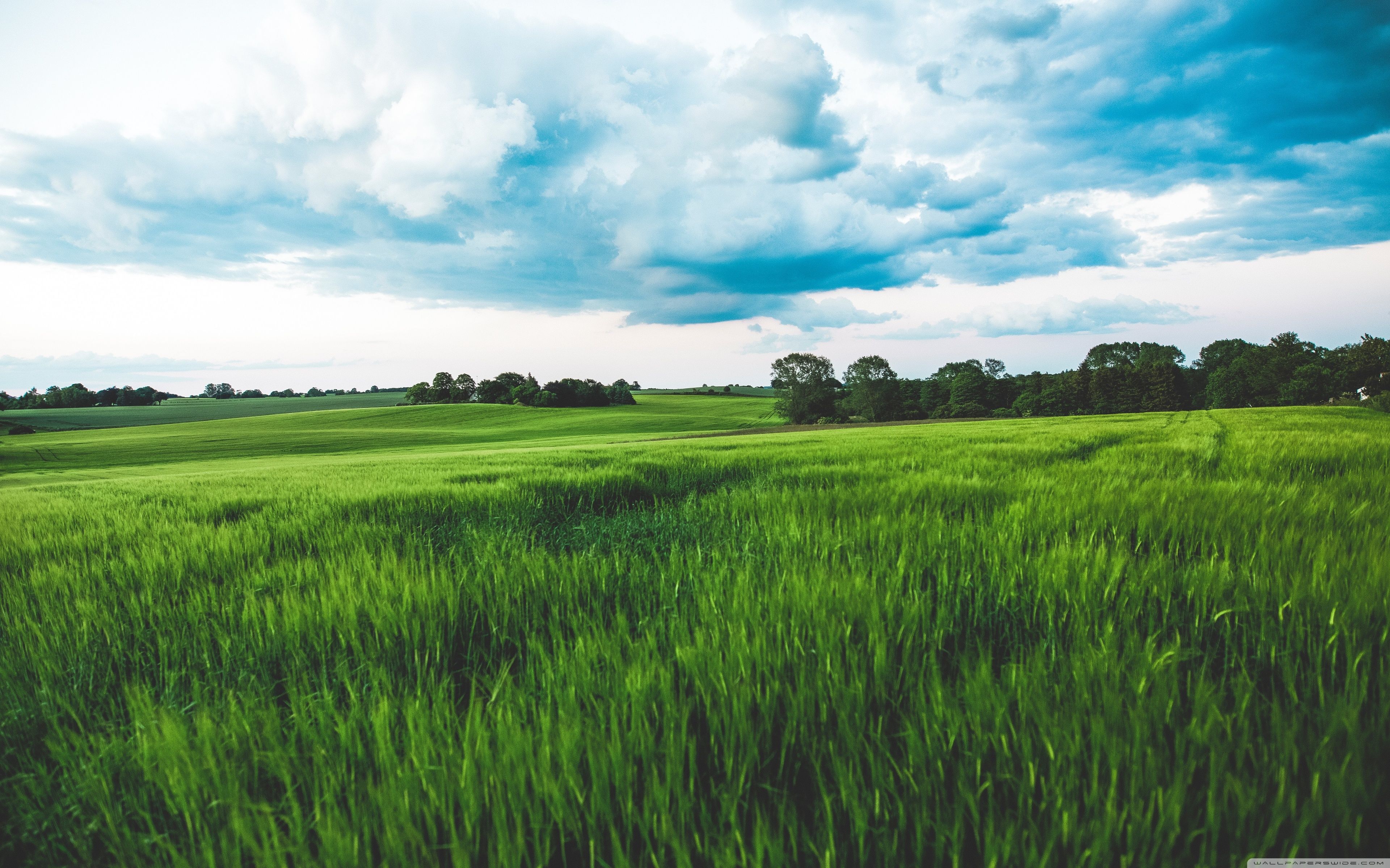 3840x2400 Green Wheat Field, Rain Clouds, Sky 4K UHD Wallpaper for UltraHD Desktop and TV : Widescreen and UltraWide Display : Smartphone and Tablet Devices