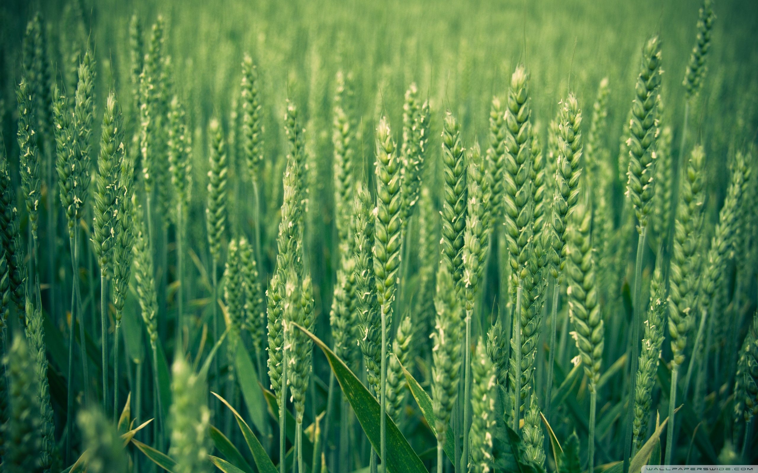 2560x1600 Free photo: Green Wheat, Barley, Cereal