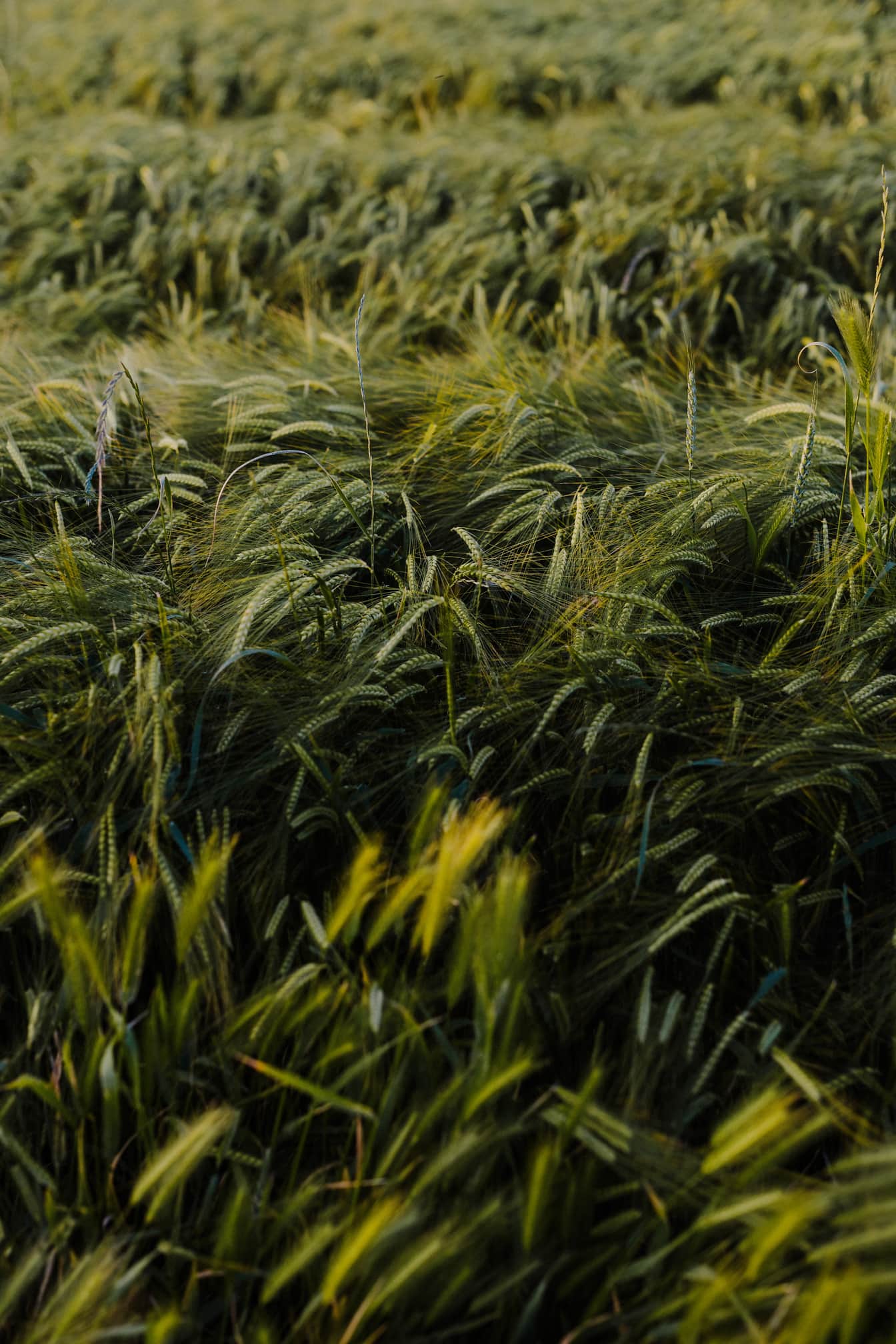 1344x2016 Free Picture: Dark Green Wheat In Wheatfield On Farmland Close Up