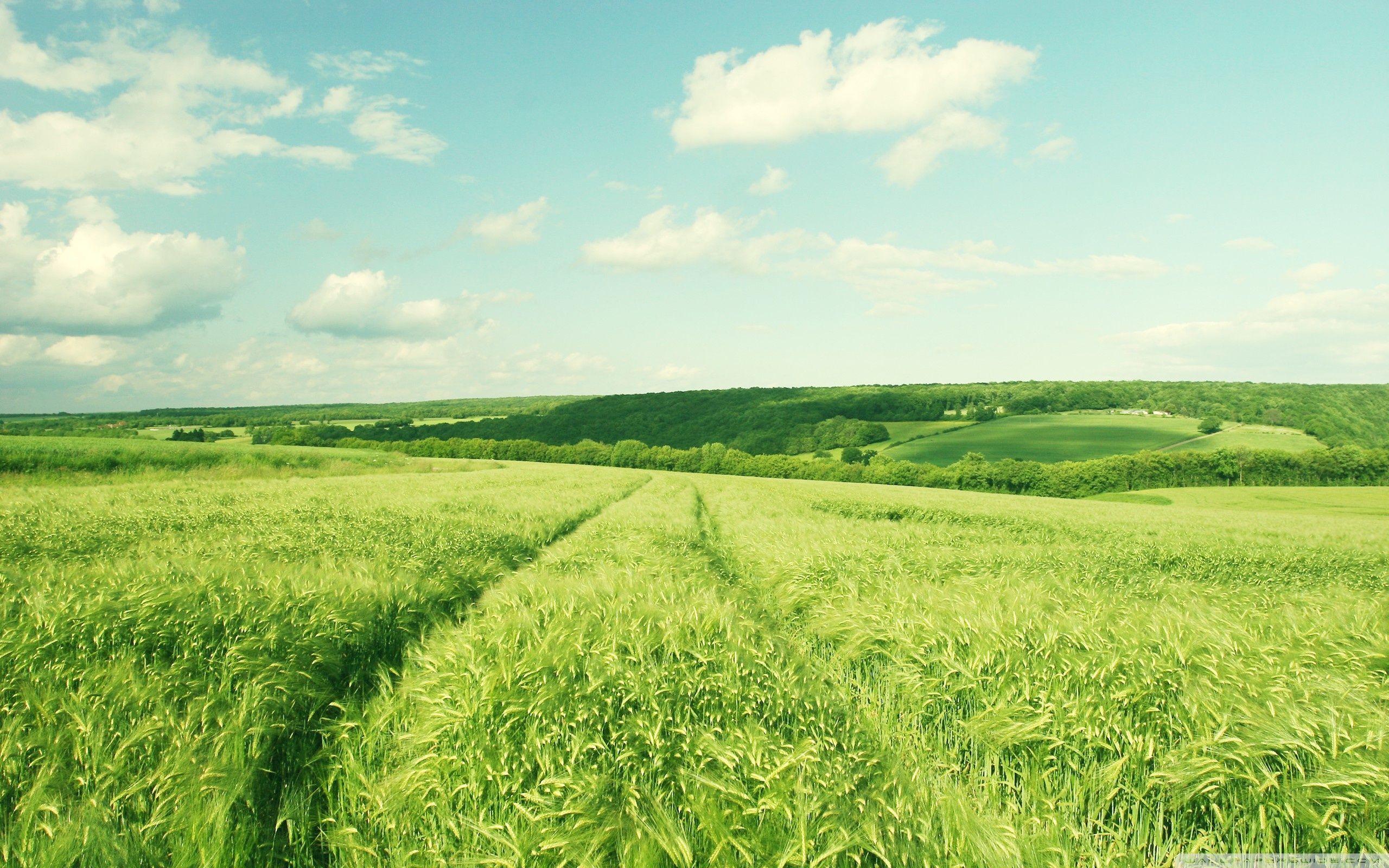2560x1600 Summer Green Wheat Field 4K UHD Wallpaper for UltraHD Desktop and TV : Dual Monitor : Smartphone and Tablet Devices