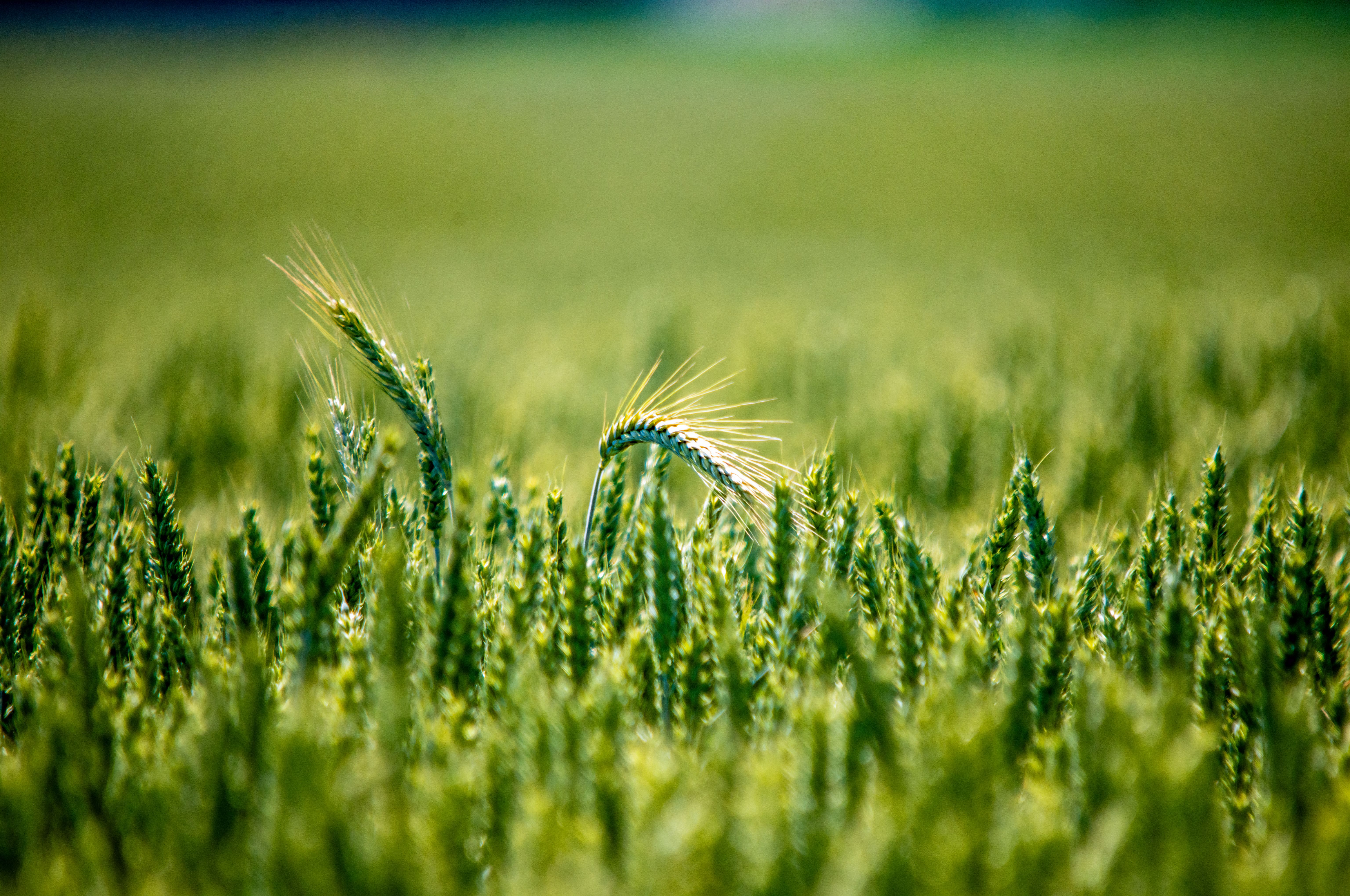 6144x4080 Close Up Of Wheat Field In Ingolstadt, Bavaria · Free