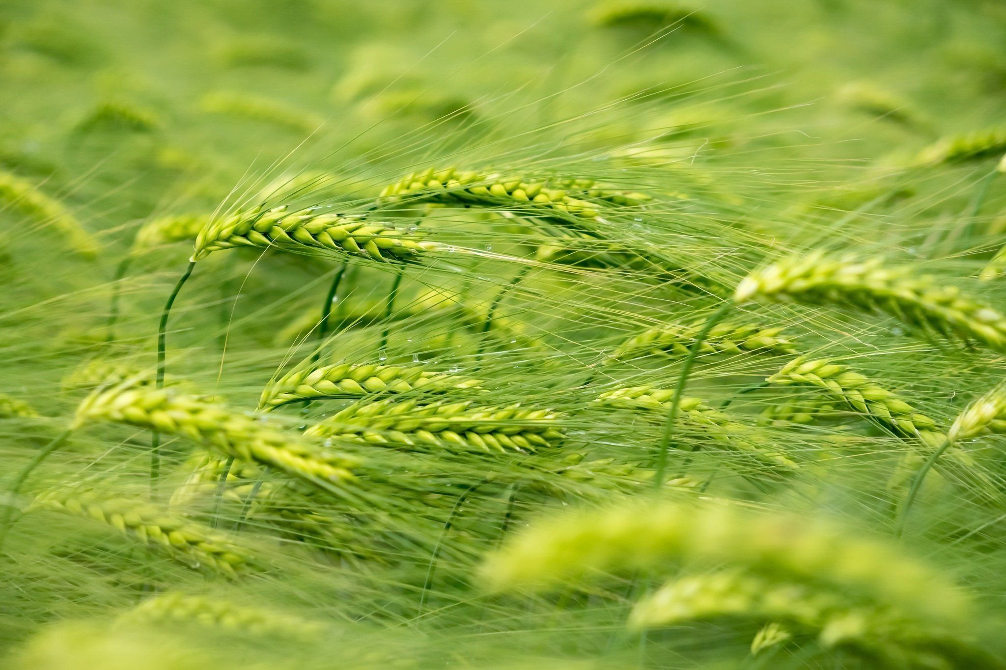 2048x1365 wheat, Plants, Green Wallpaper HD / Desktop and Mobile Background