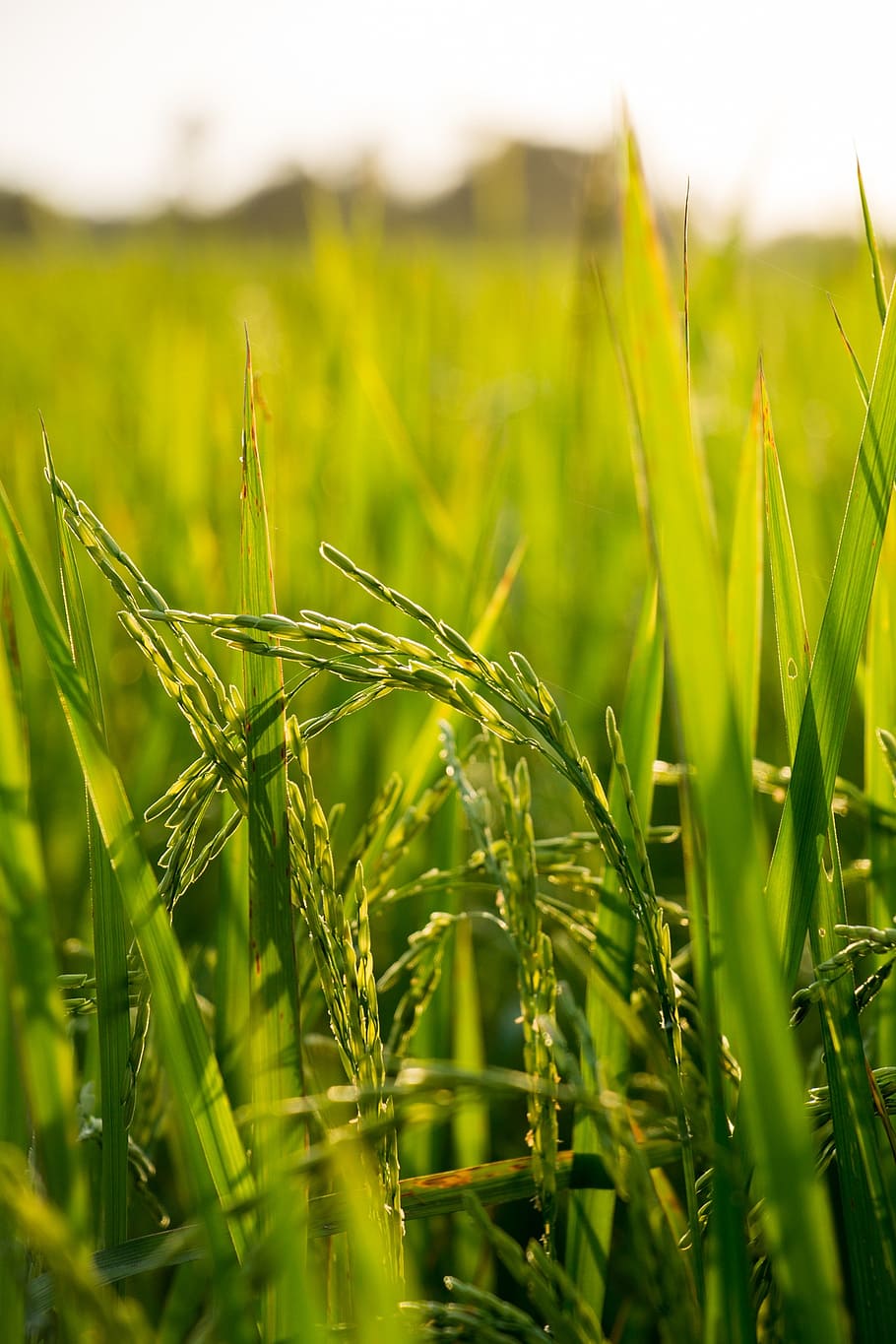 910x1365 green wheat plant, rice, field, farm, nature, plant, asia, agriculture