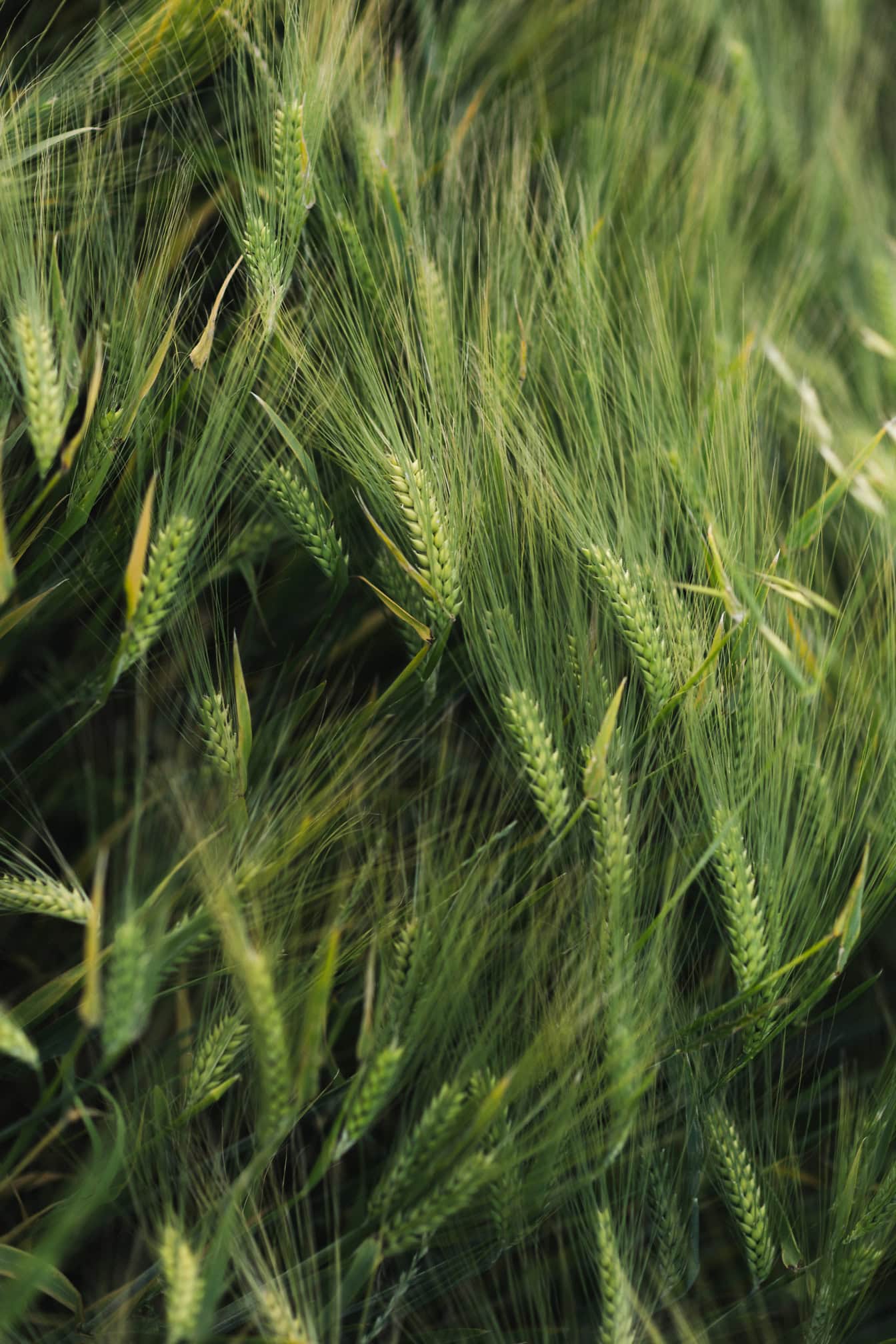 1344x2016 Free Picture: A Close Up Of Green Wheat With Seeds In Wheatfield