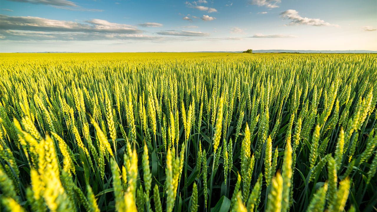 1280x720 Analysis highlights environmental benefits of wheat production