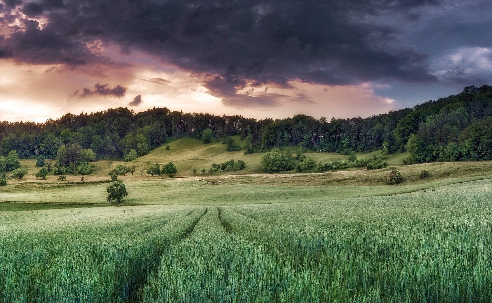 1920x1182 Summer Wheat Fields: A Stunning HD Wallpaper of Nature's Beautyx1182