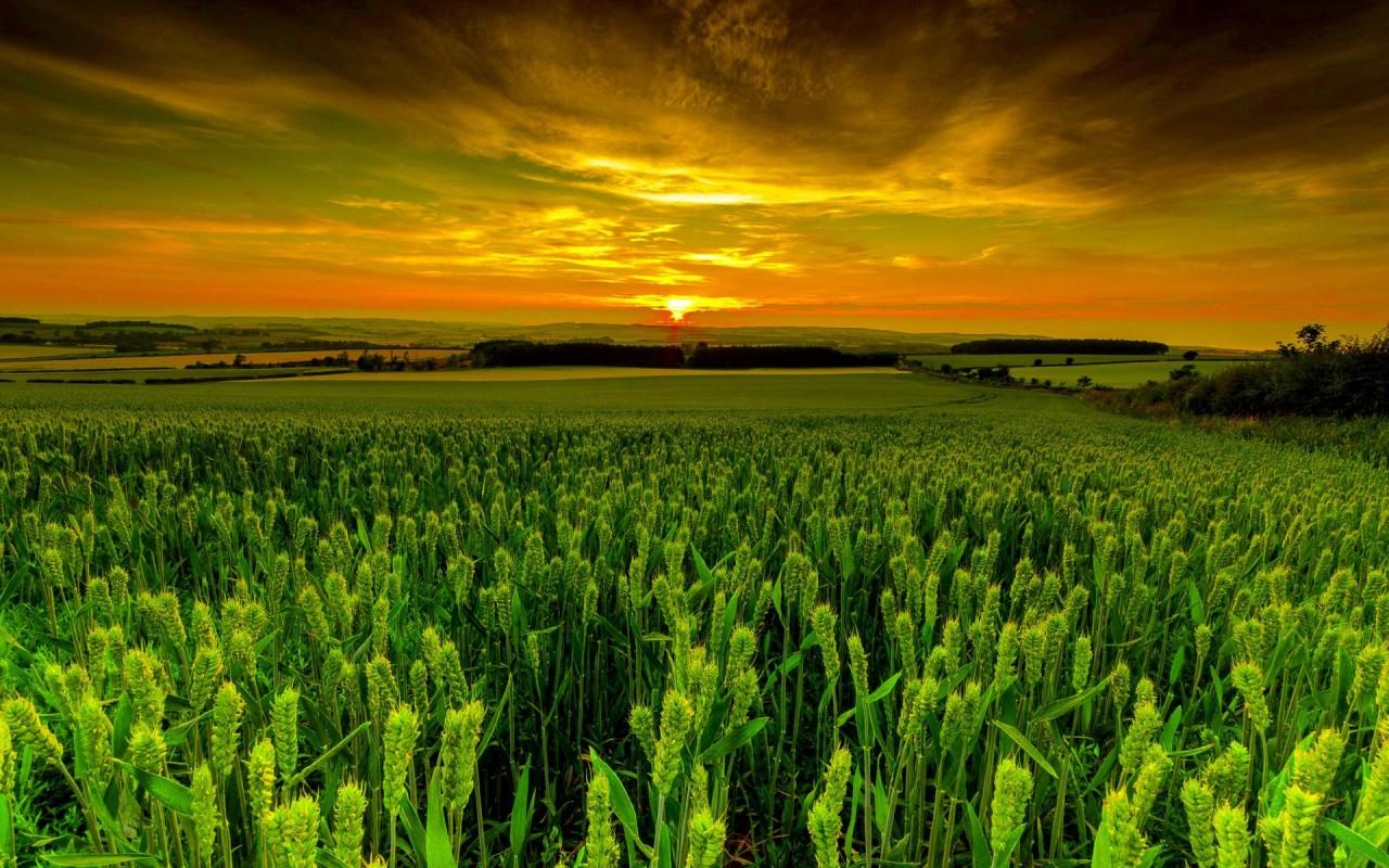 1280x800 Green Wheat Fields Wallpaper
