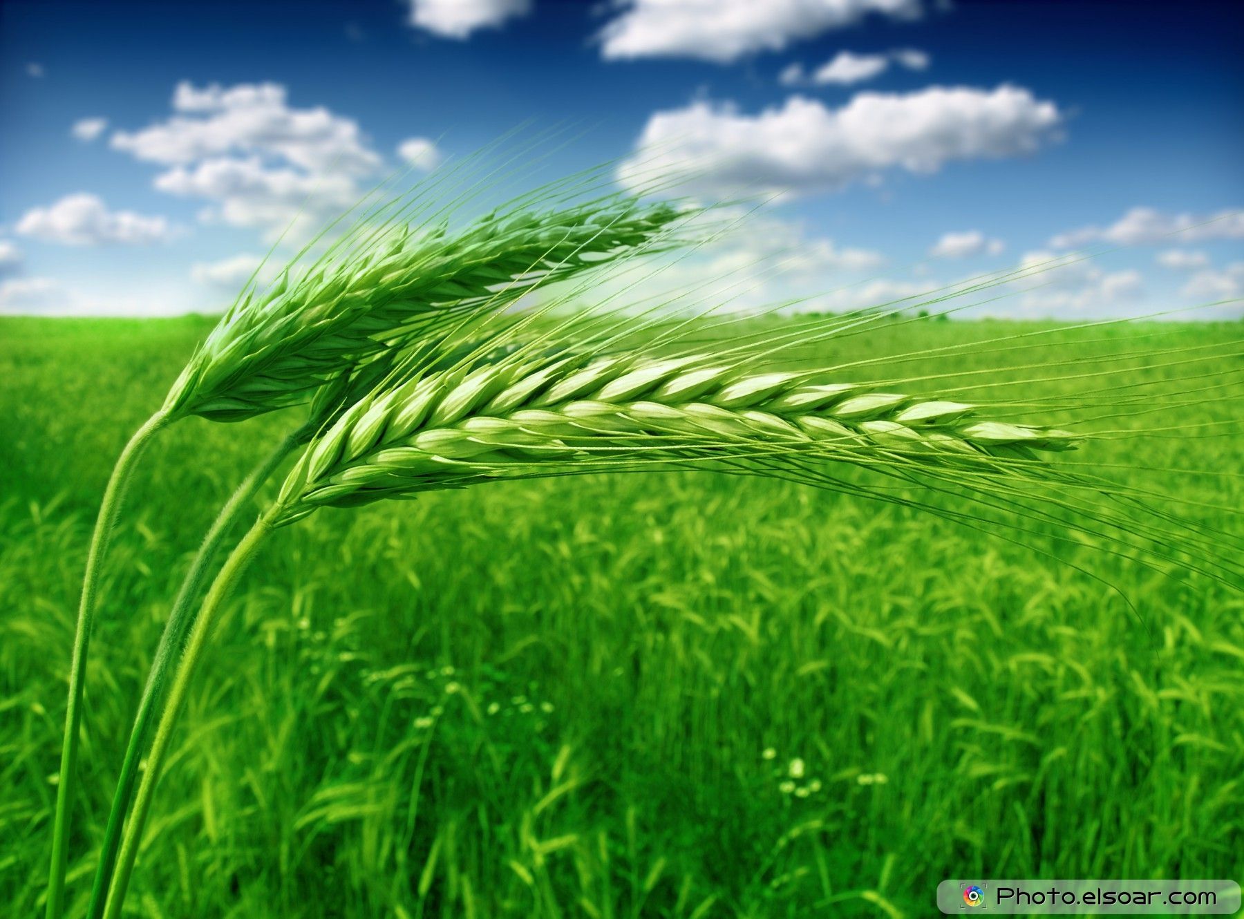1800x1330 Free photo: Green Wheat, Barley, Cereal