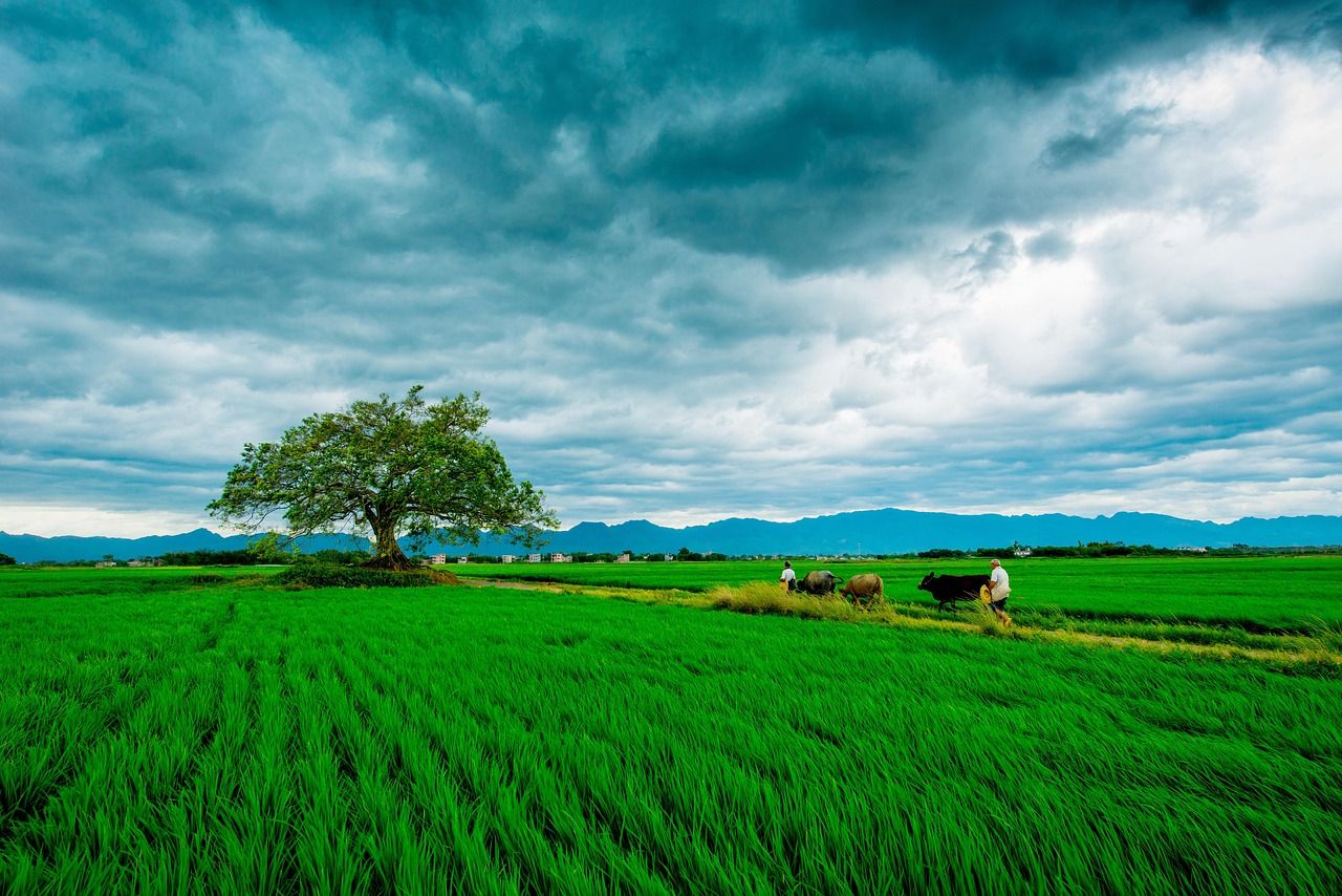 1280x854 Wheat Field Agriculture Green