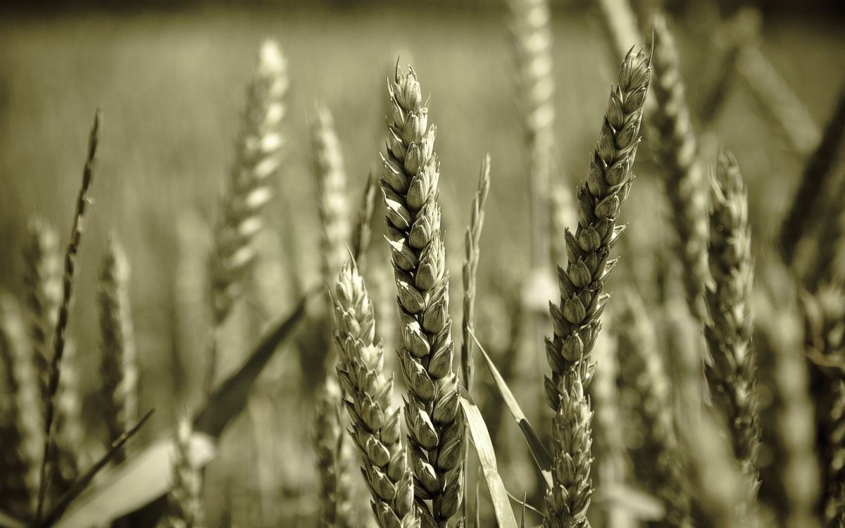 1200x750 Wallpaper Green Wheat Field During Daytime, Background Free Image