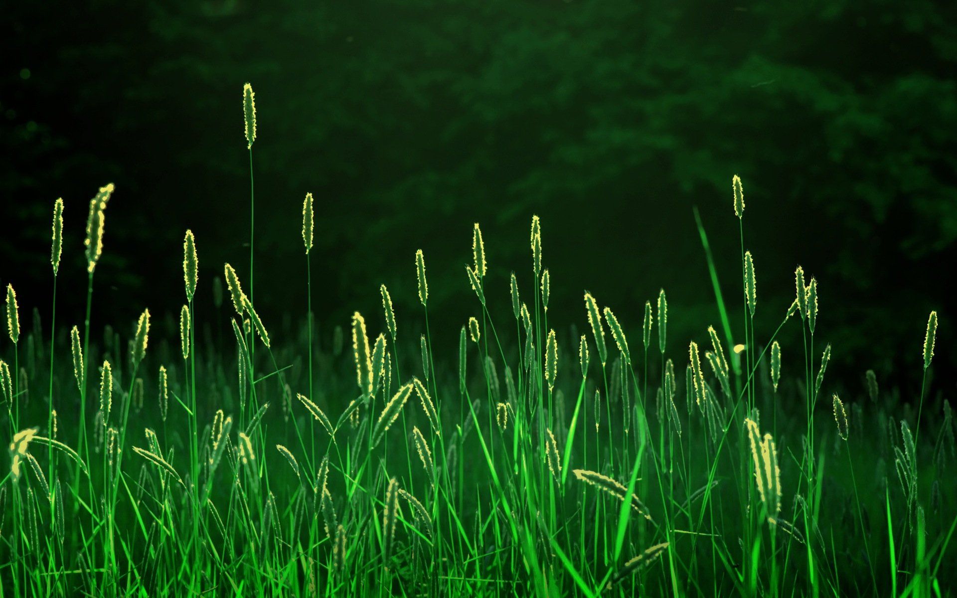 1920x1200 Serene Wheat Fields Wallpaperx1200