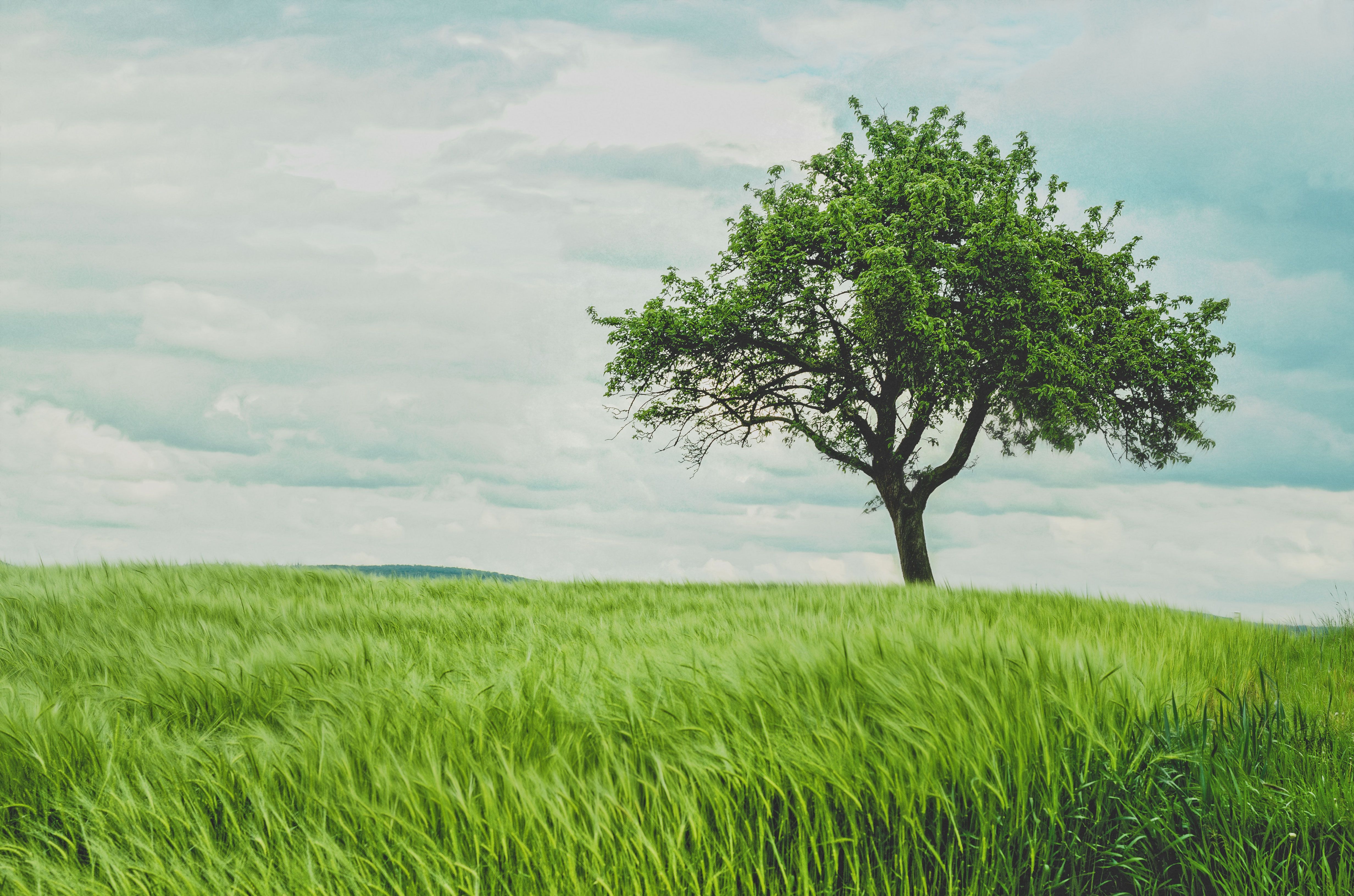 4928x3264 Tree in green wheat field