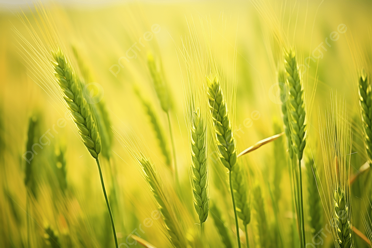 1200x800 Green Wheat In The Field With Sun Light Photo And Picture For Free Download