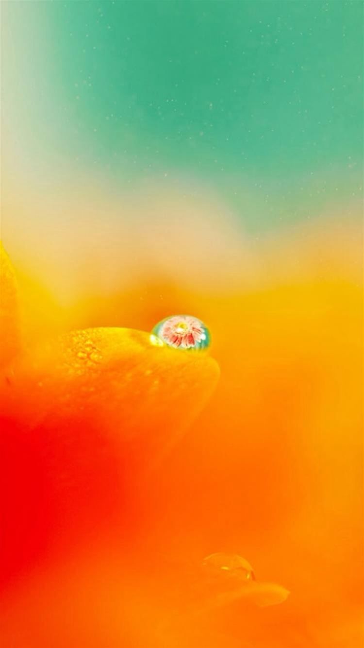 750x1334 Nature Blurry Pure Orange Flower Petal Dew Waterdrop iPhone 8 Wallpaper Free Download